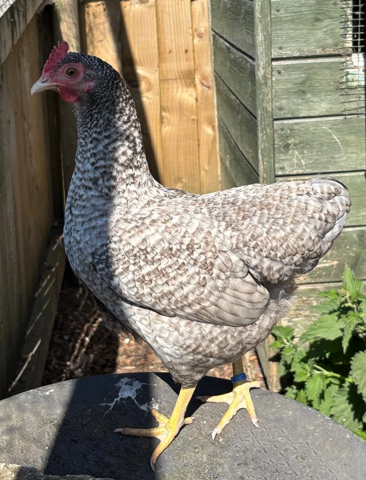 A chicken with a speckled gray and white feather pattern, red comb and wattles, yellow legs and feet, standing outdoors near a wooden fence and green plants.