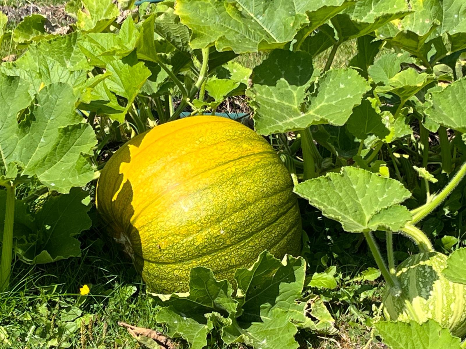 A yellow pumpkin growing among green leaves in a garden.