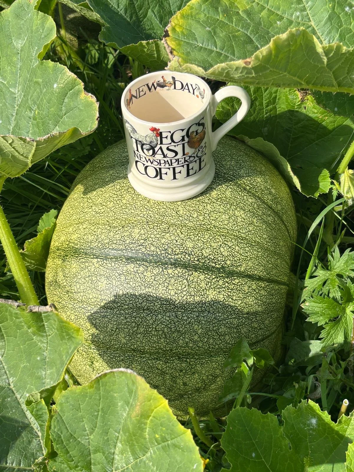 A large, round pumpkin growing among green leaves with a white coffee mug placed on top of it.