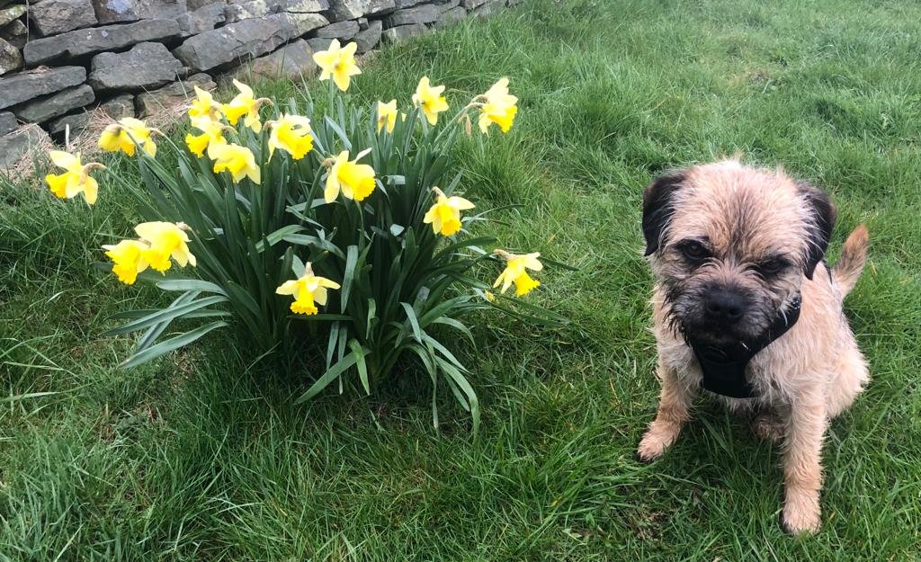 Small Border Terrier dog sitting on green grass next to blooming yellow daffodils and a stone wall.