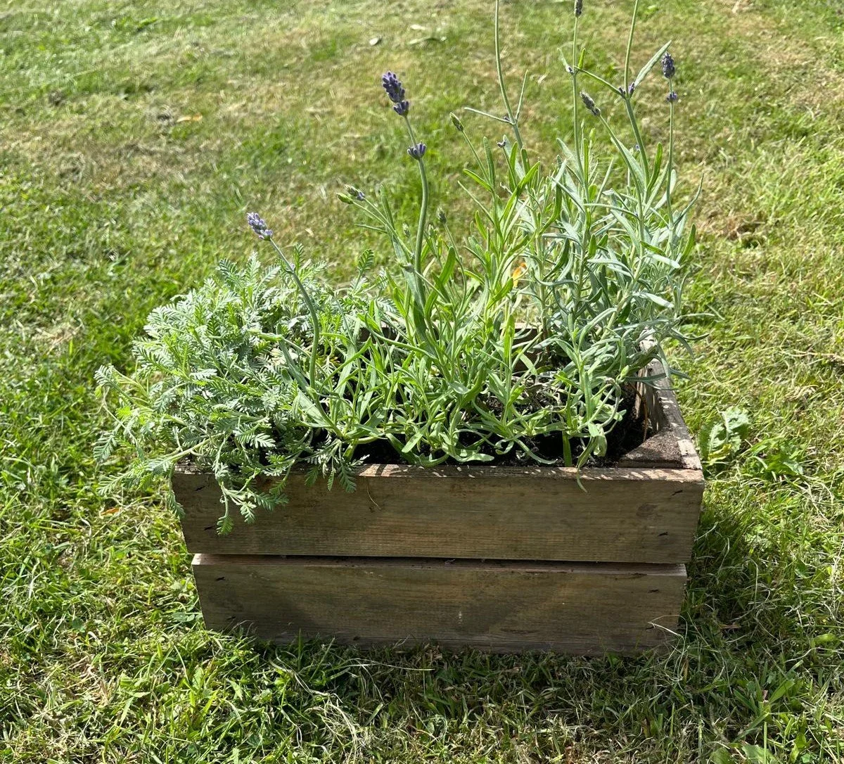 planter2.jpeg