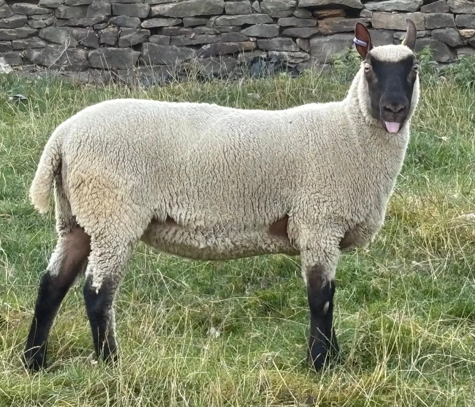 A sheep with a black face and legs standing in a grassy area with a stone wall in the background.
