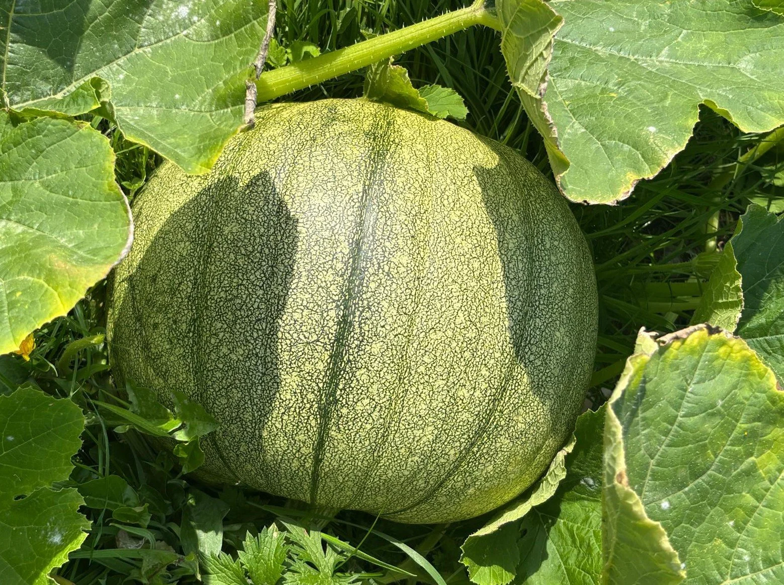 A round green and yellow striped pumpkin growing on the vine among green leaves.