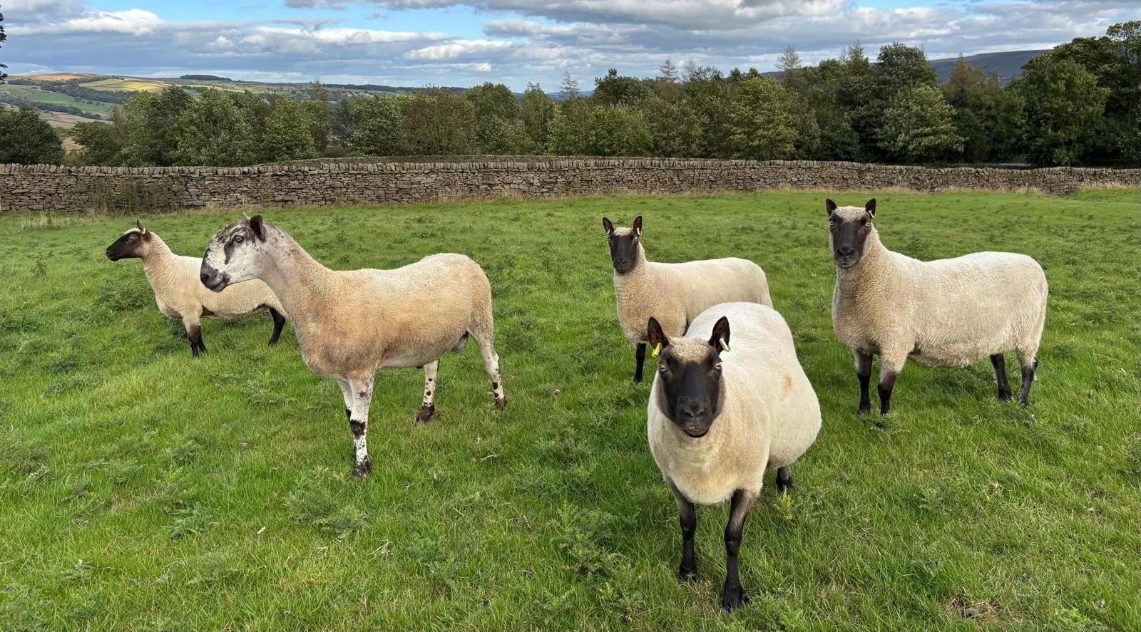 Six Clun Forest sheep with black faces grazing in a green field, enclosed by a stone wall, with trees and hills in the background under a partly cloudy sky.