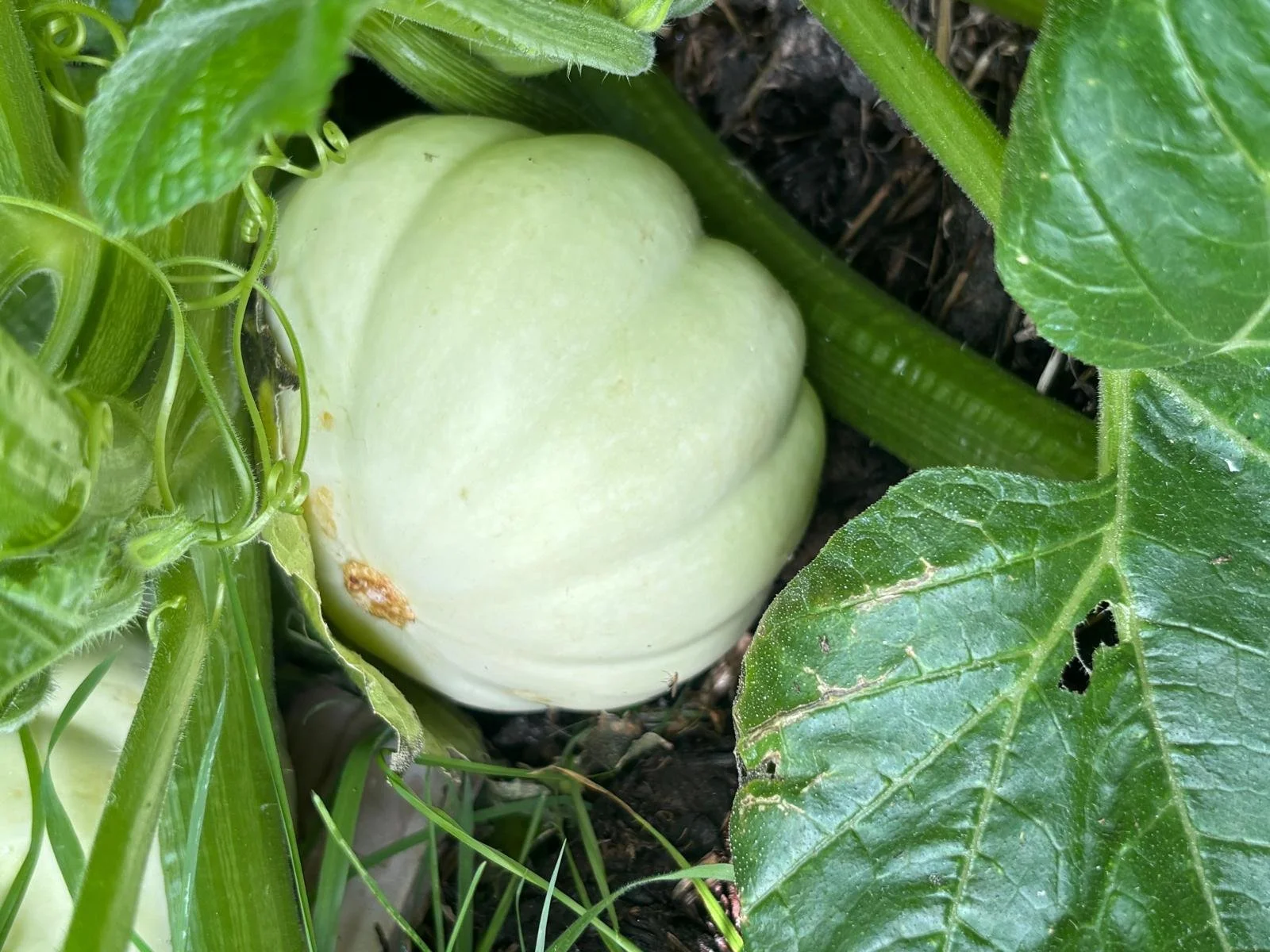 Close-up of a pumpkin growing among green leaves and on the soil ground.