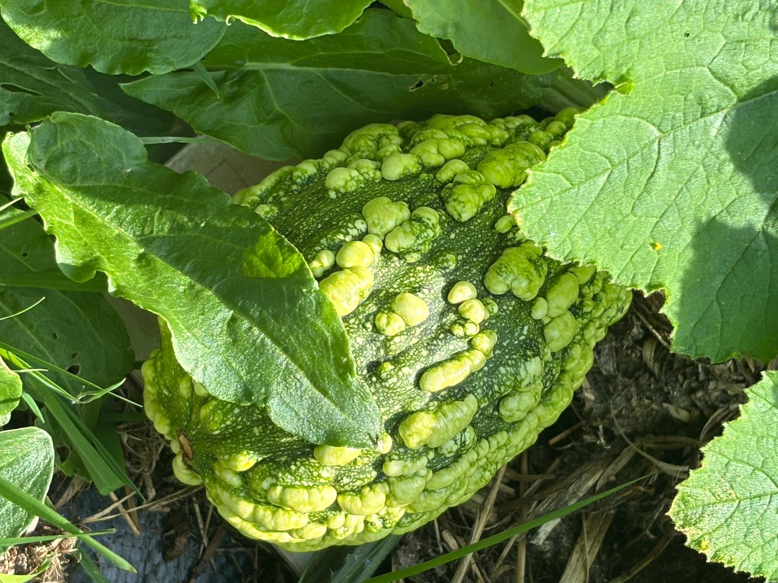 A bumpy, green, gourd partially covered by large green leaves, growing on the ground.