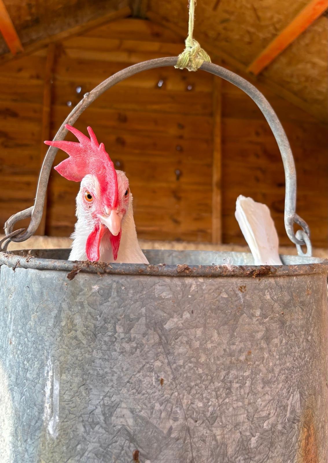 Close-up of a white chicken with a red comb and wattles looking over the side of a galvanized metal container inside a wooden shed.