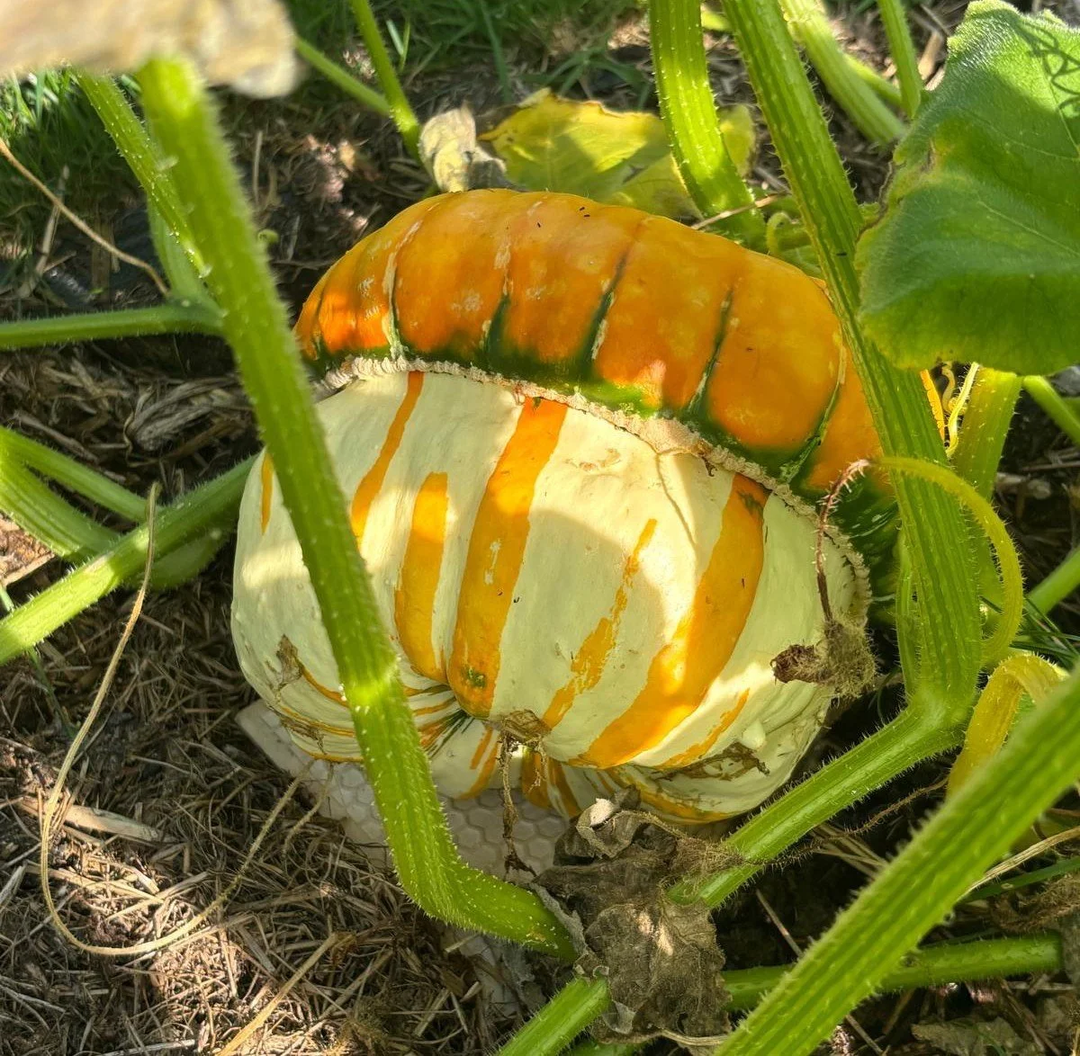 Two gourds, one orange and green, and the other white with orange streaks, growing on a vine among green leaves and stems in a garden.