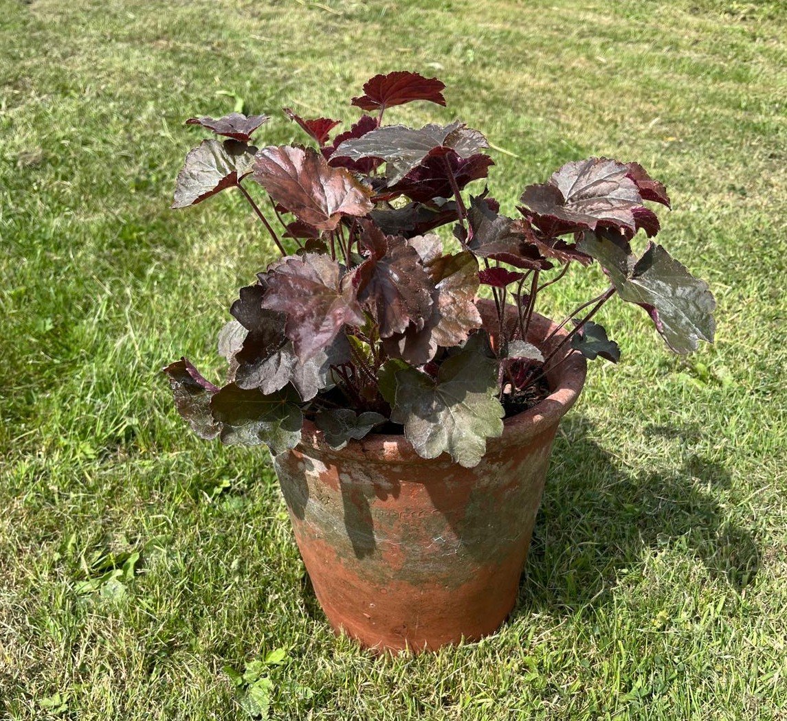 planter4.jpeg
