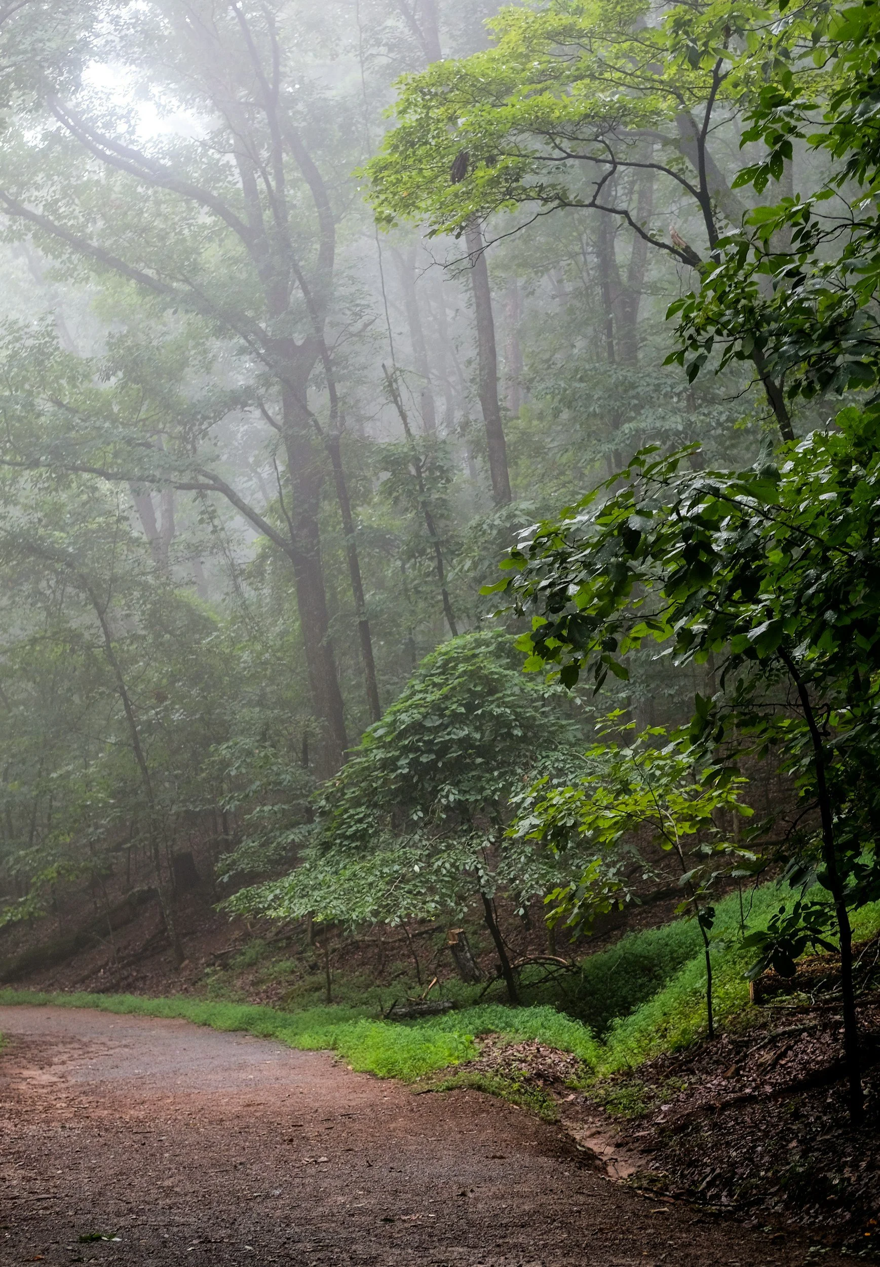 A misty forest scene with green trees and a dirt pathway.