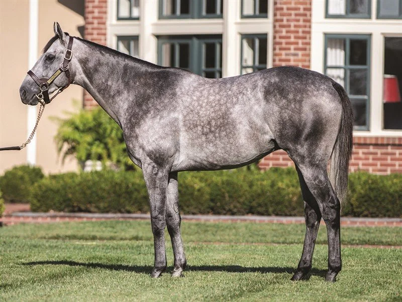 Sire Spotlight: Arcangelo