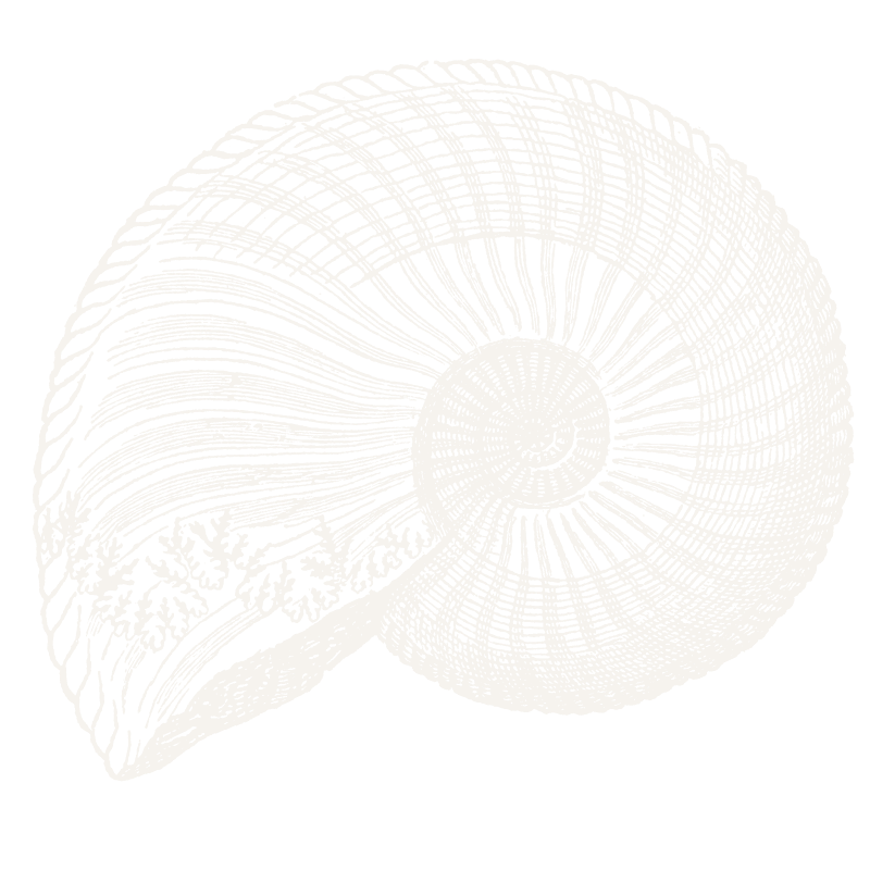 Black and white line drawing of a seashell, showing detailed spiral structure and internal patterns.