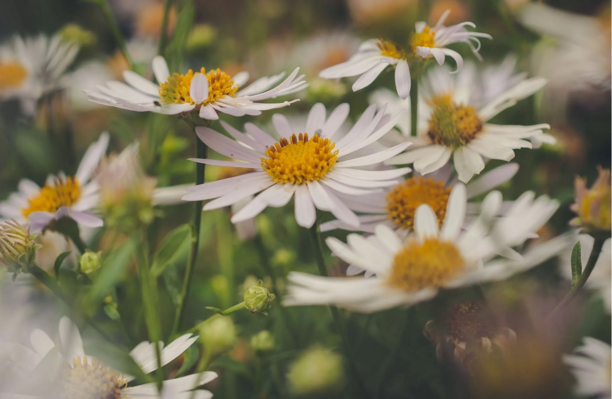 Close-up of blooming white and pale pink daisies with bright yellow centers in a garden