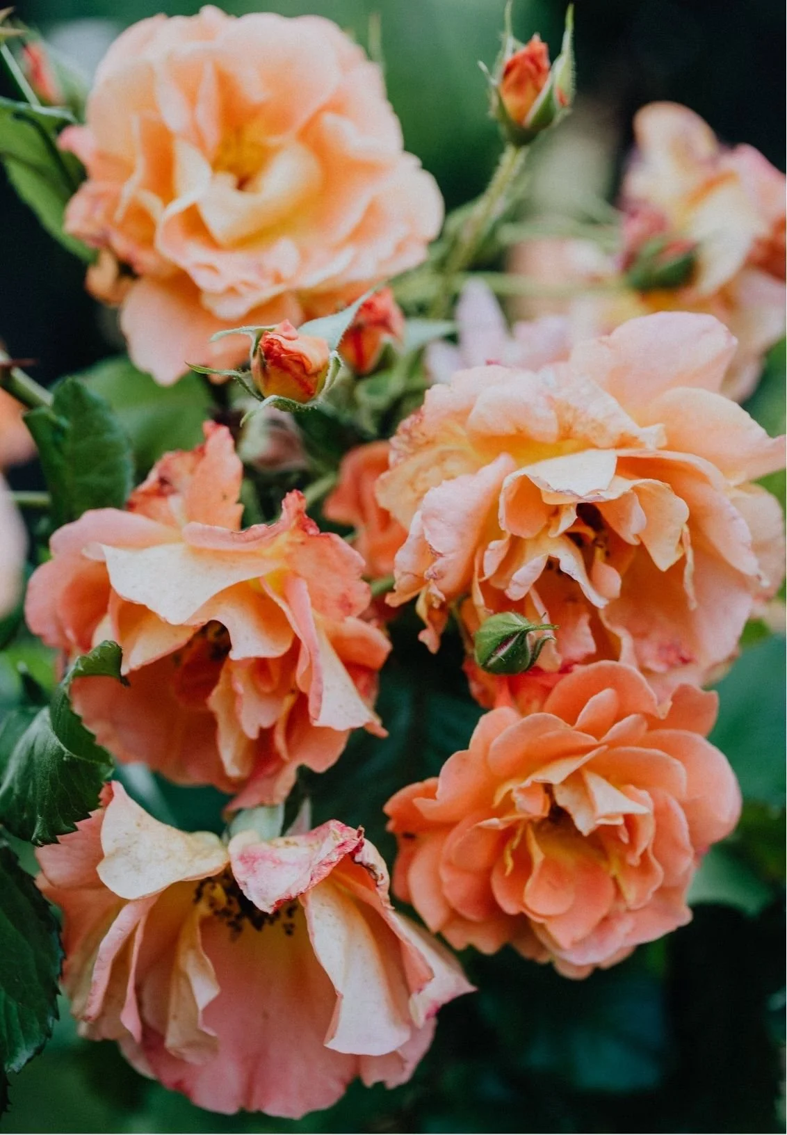 Close-up of peach-colored roses and rosebuds with green leaves