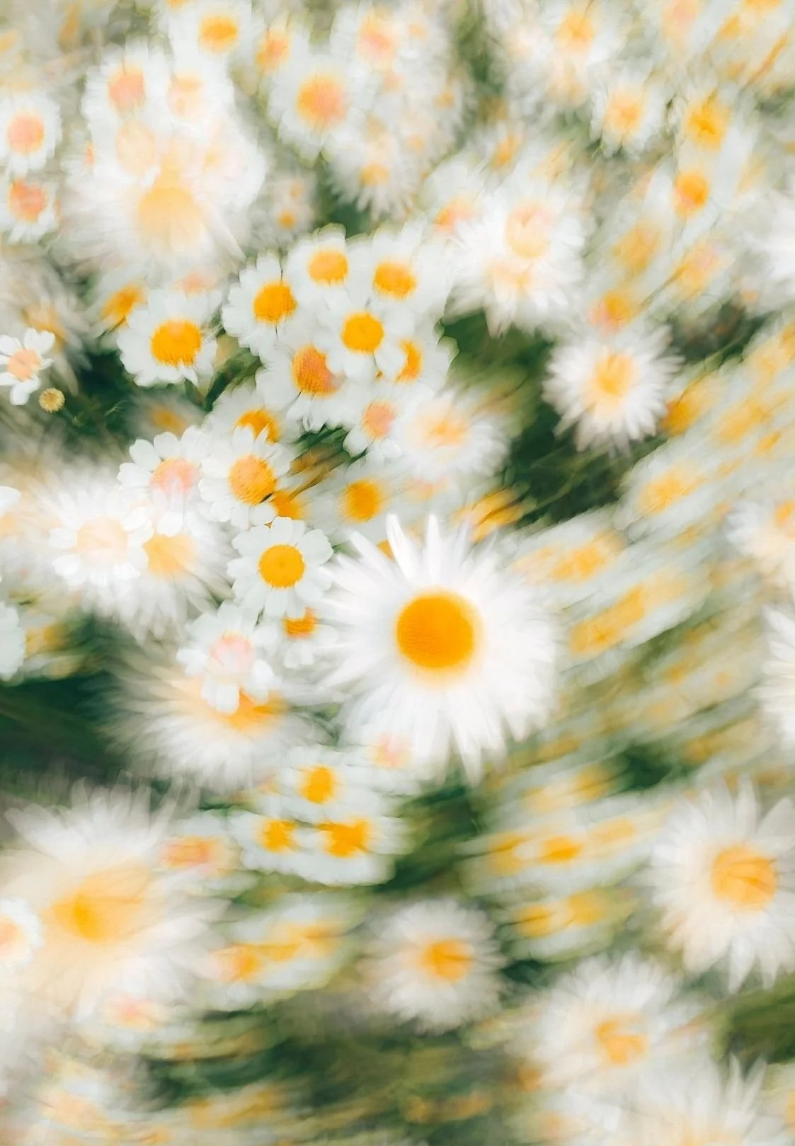 Soft-focus field of white daisies with bright yellow centers and green foliage