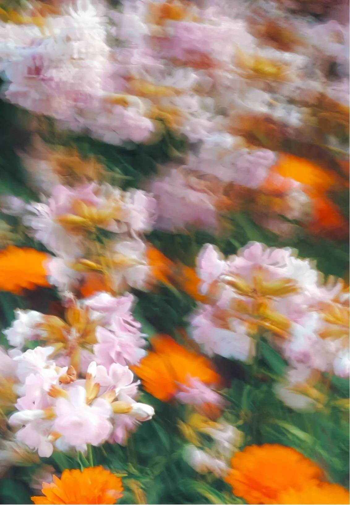 Artistic motion-blurred close-up of pink, white, and orange flowers with green foliage