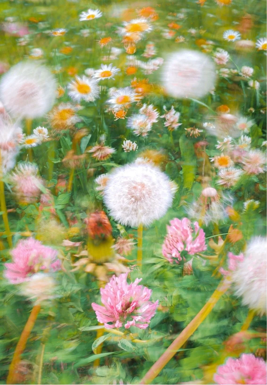 Soft-focus meadow filled with white daisies, pink clover blossoms, and dandelion seed heads
