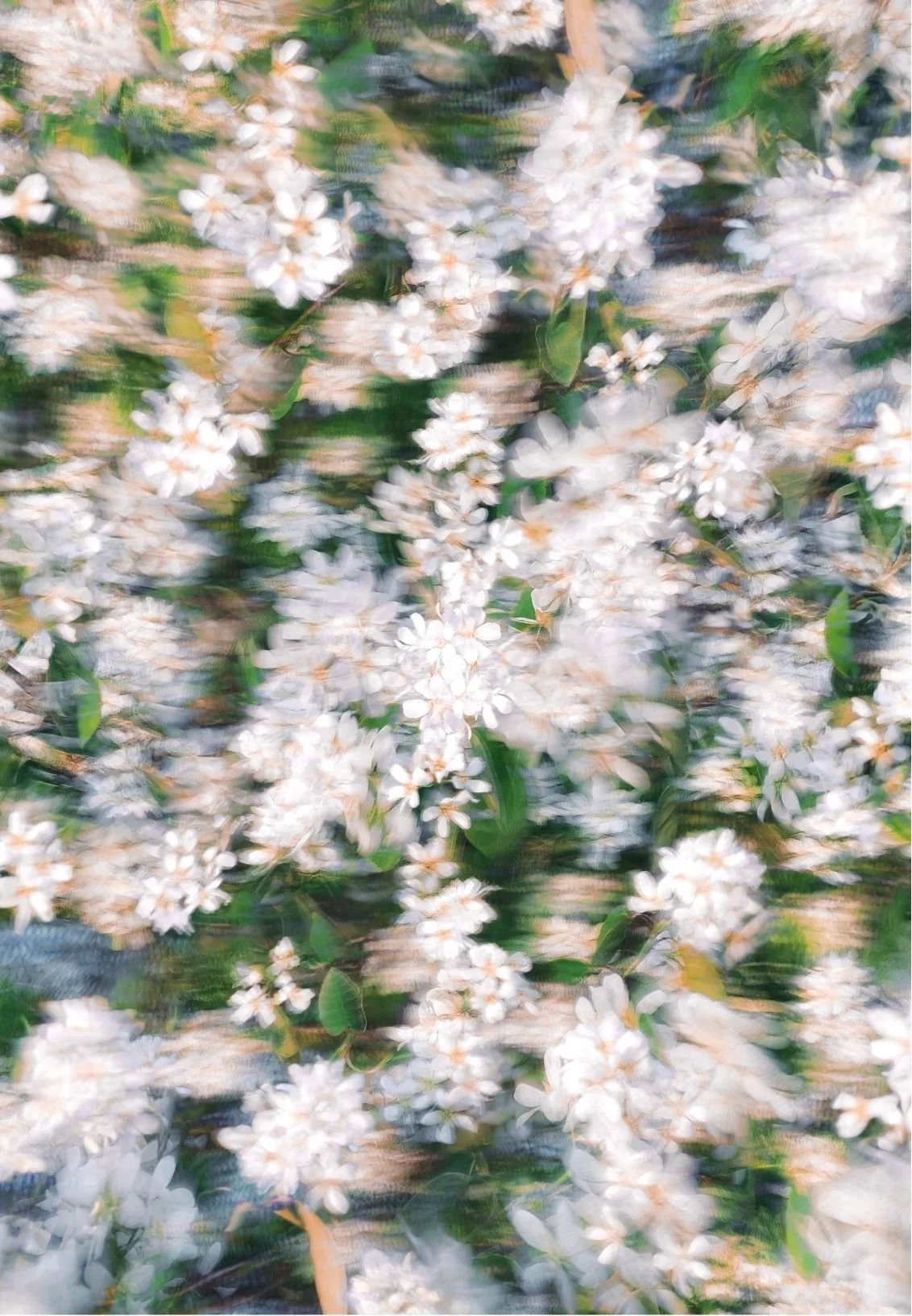 Abstract motion-blurred photograph of white flowering branches with green leaves