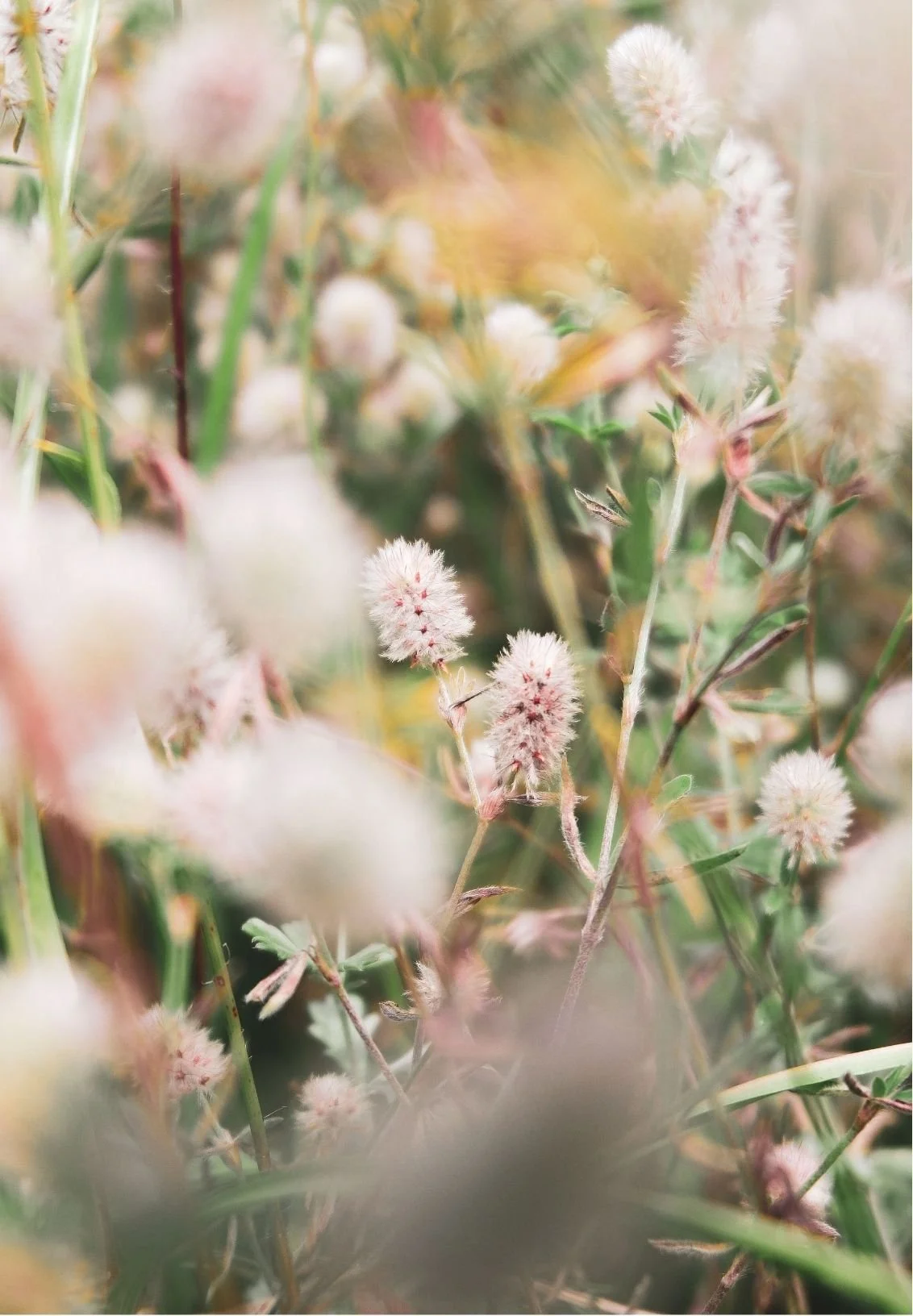 Soft-focus close-up of pink and white fuzzy wildflower seed heads among green meadow grasses.