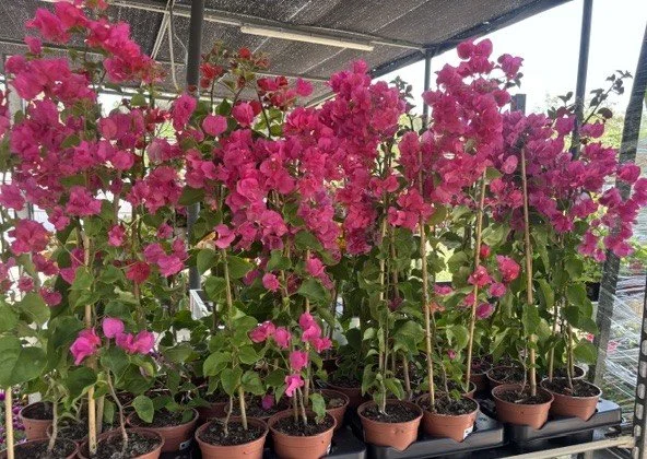 variedad de plantas con flores rosas en macetas en un invernadero