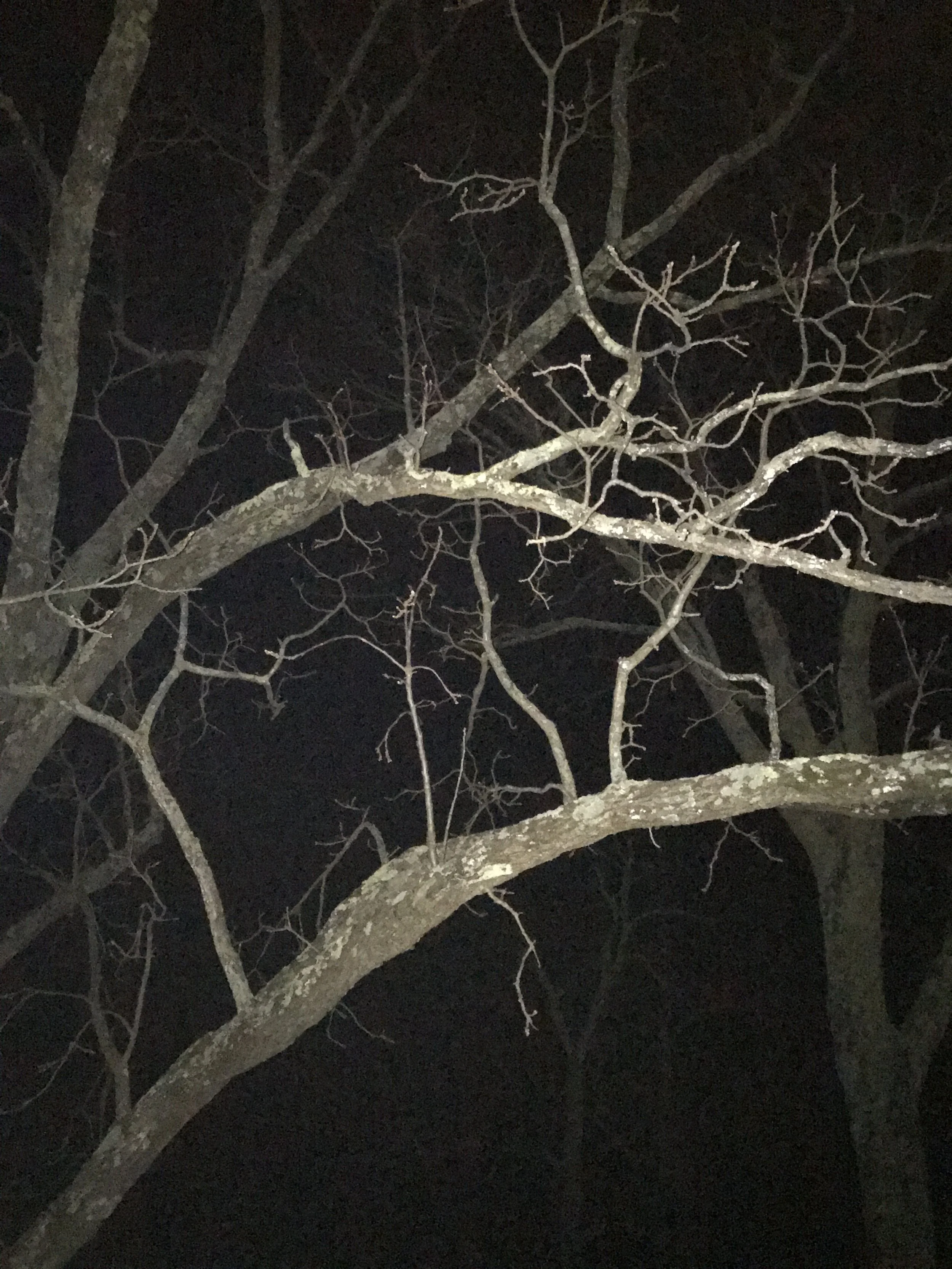 20170203_034857694_iOS.jpg