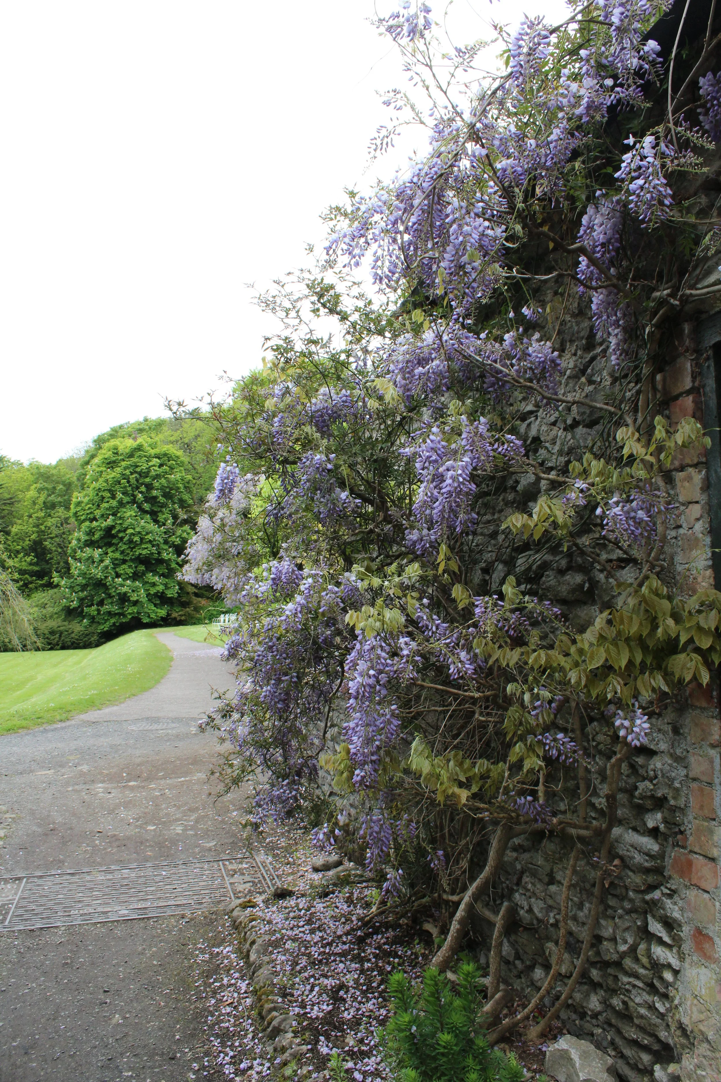 15-0517_Bunratty-69.JPG