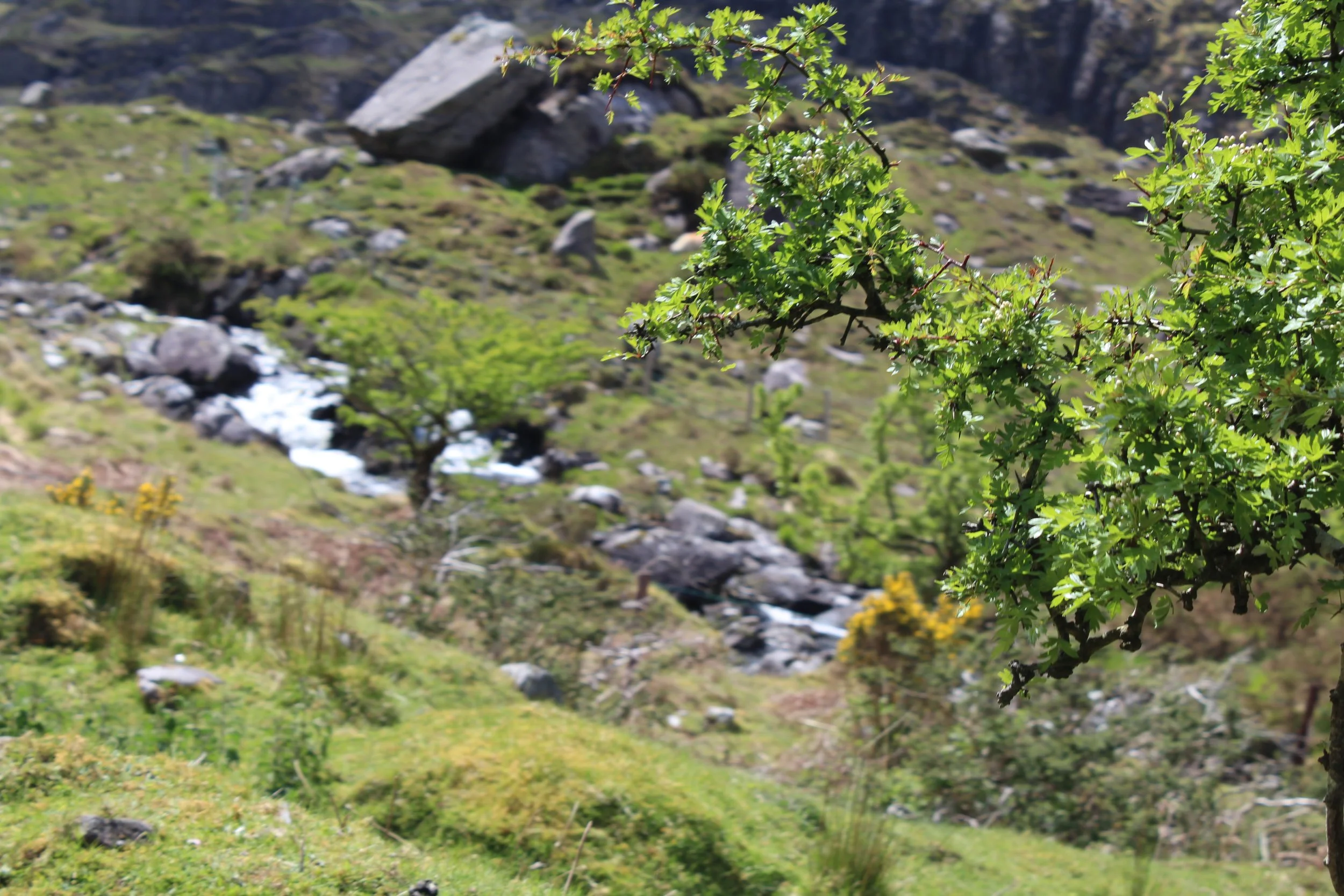15-0519_Gap of Dunloe_46.JPG