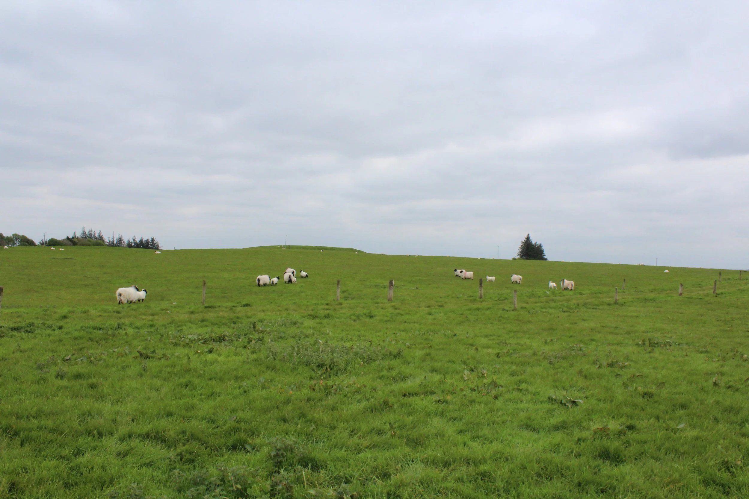 15-0514_Rathcroghan-36.JPG