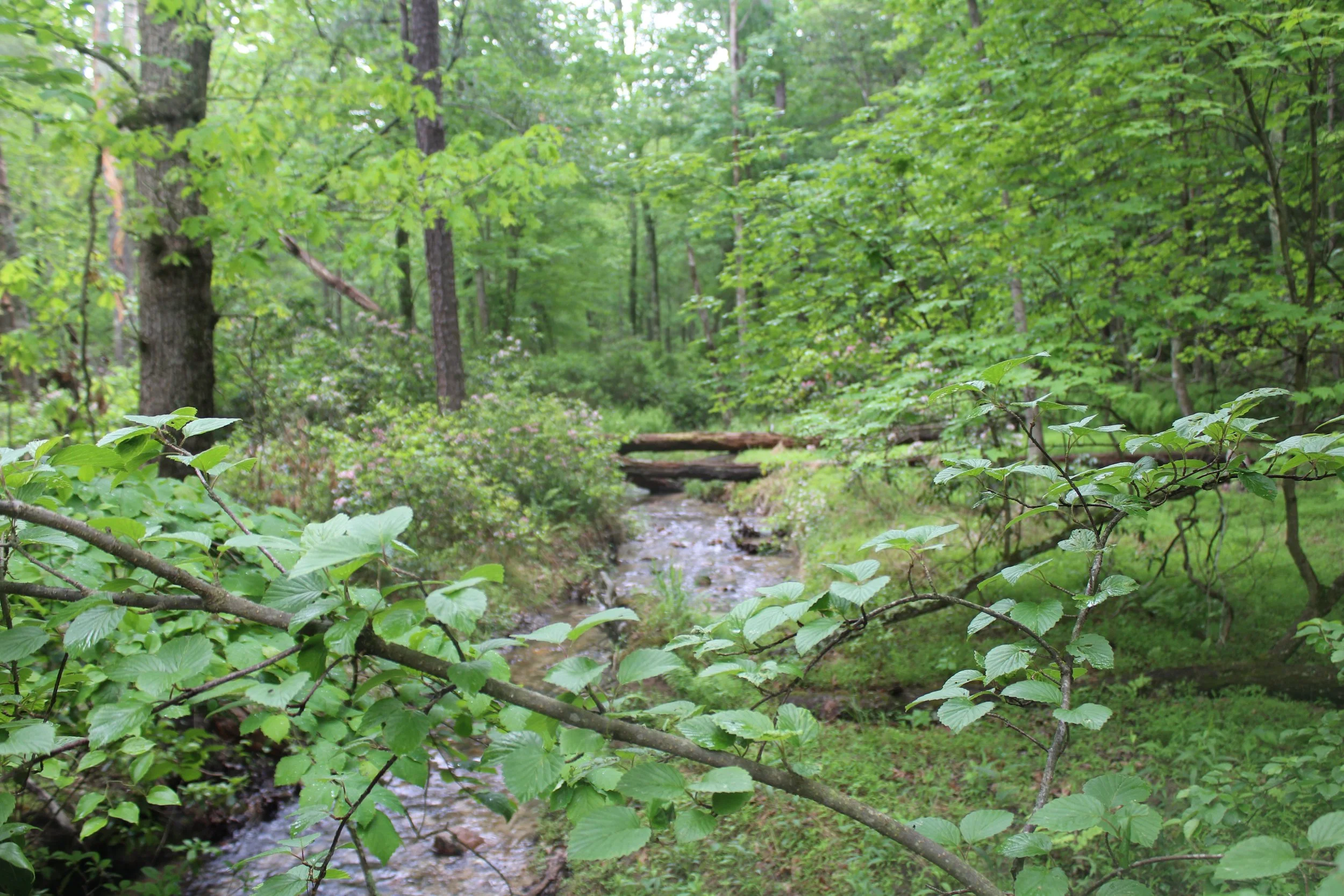 IMG_1764.JPG