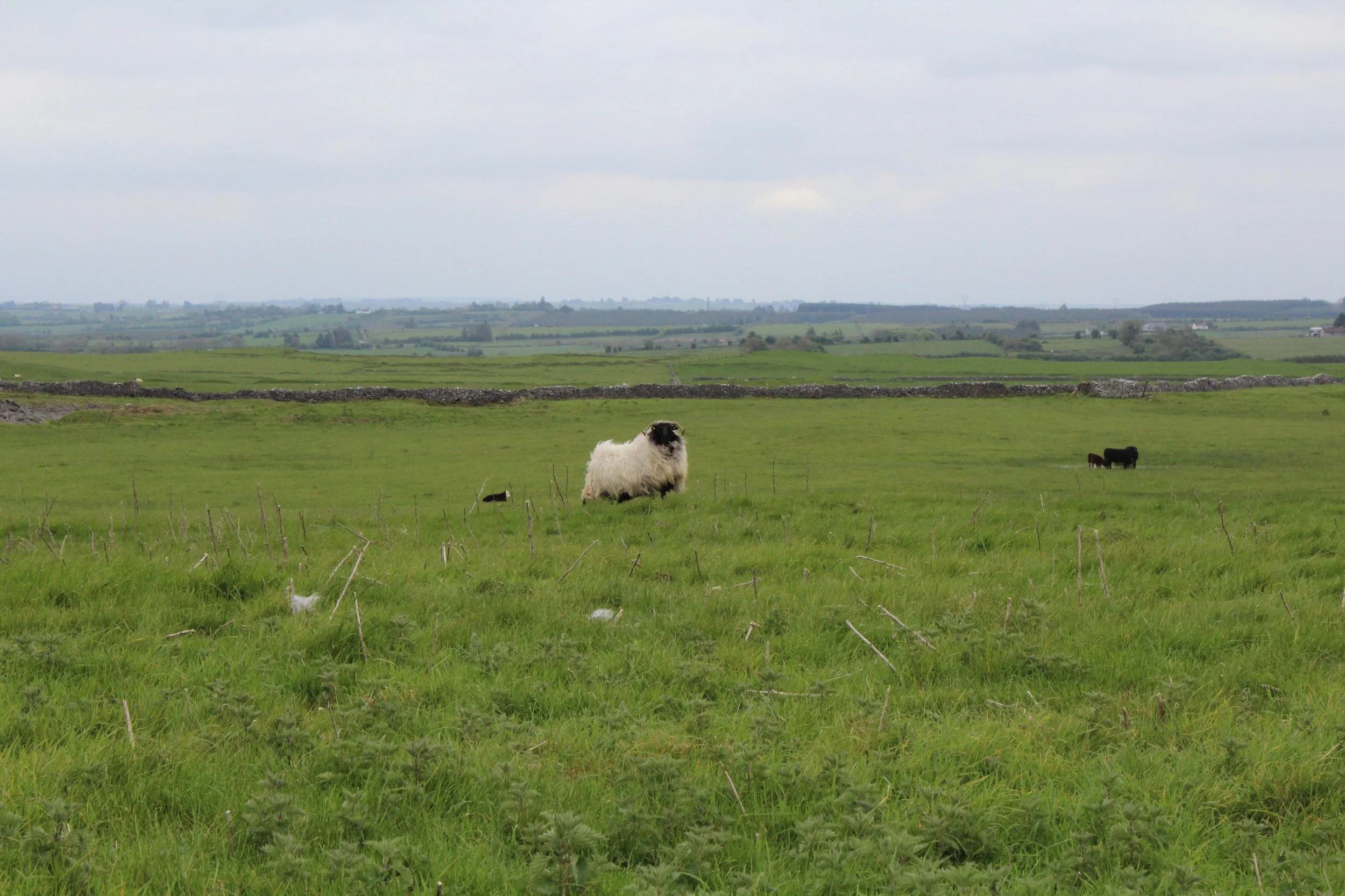 15-0514_Rathcroghan-43.JPG