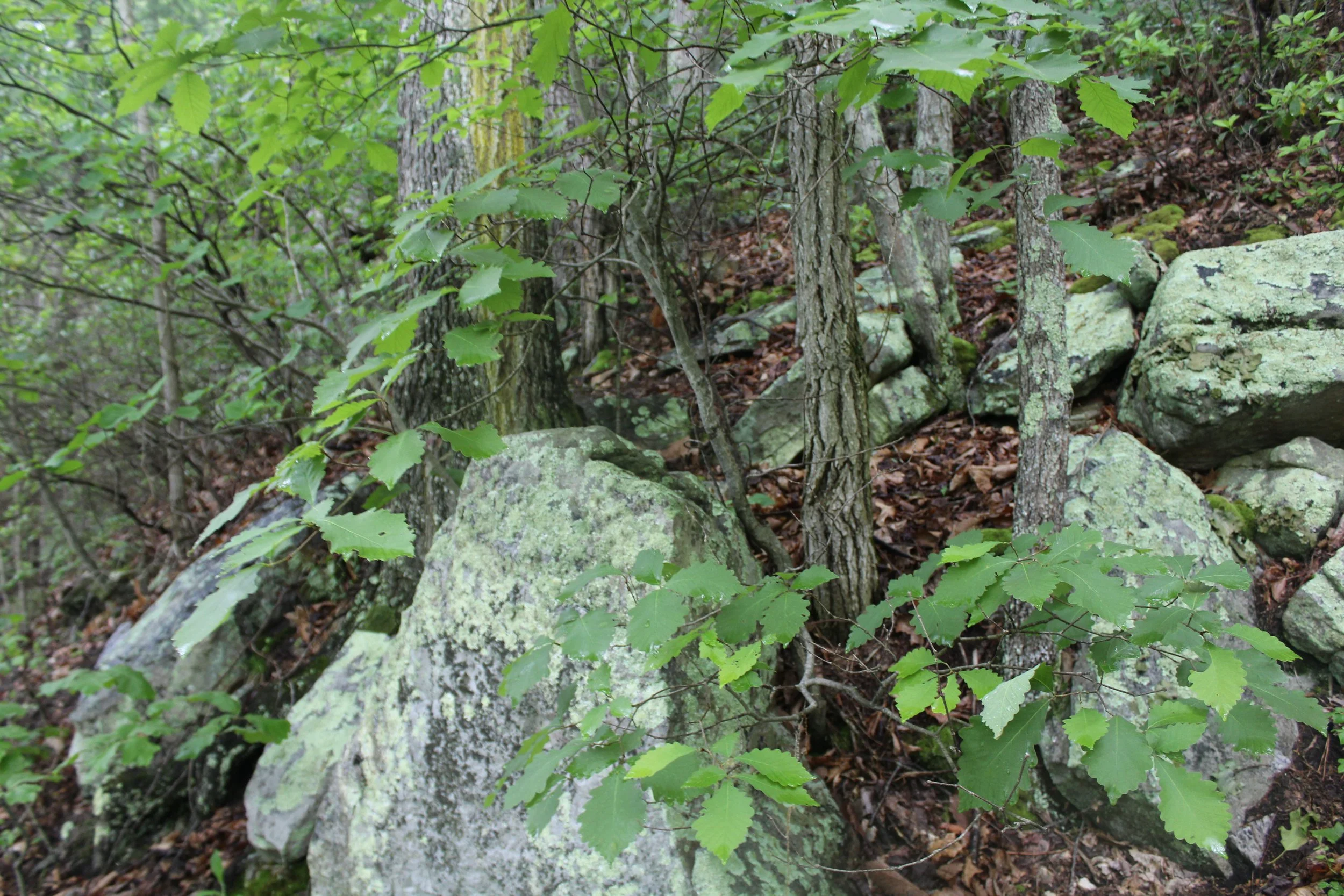 IMG_1753.JPG