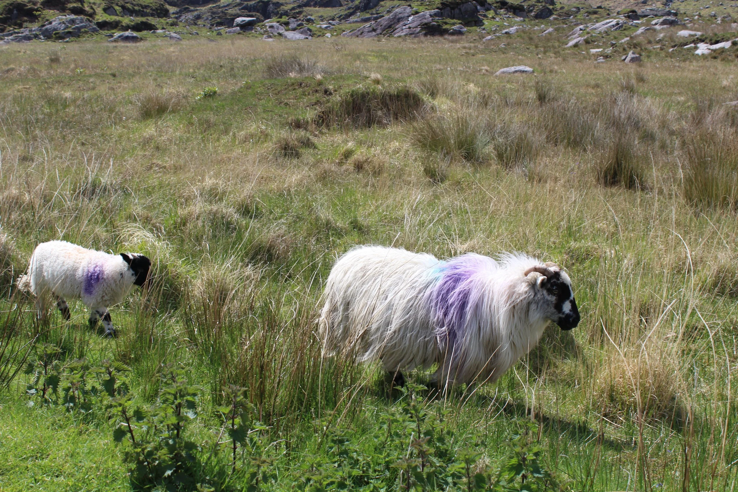 15-0519_Gap of Dunloe_39.JPG