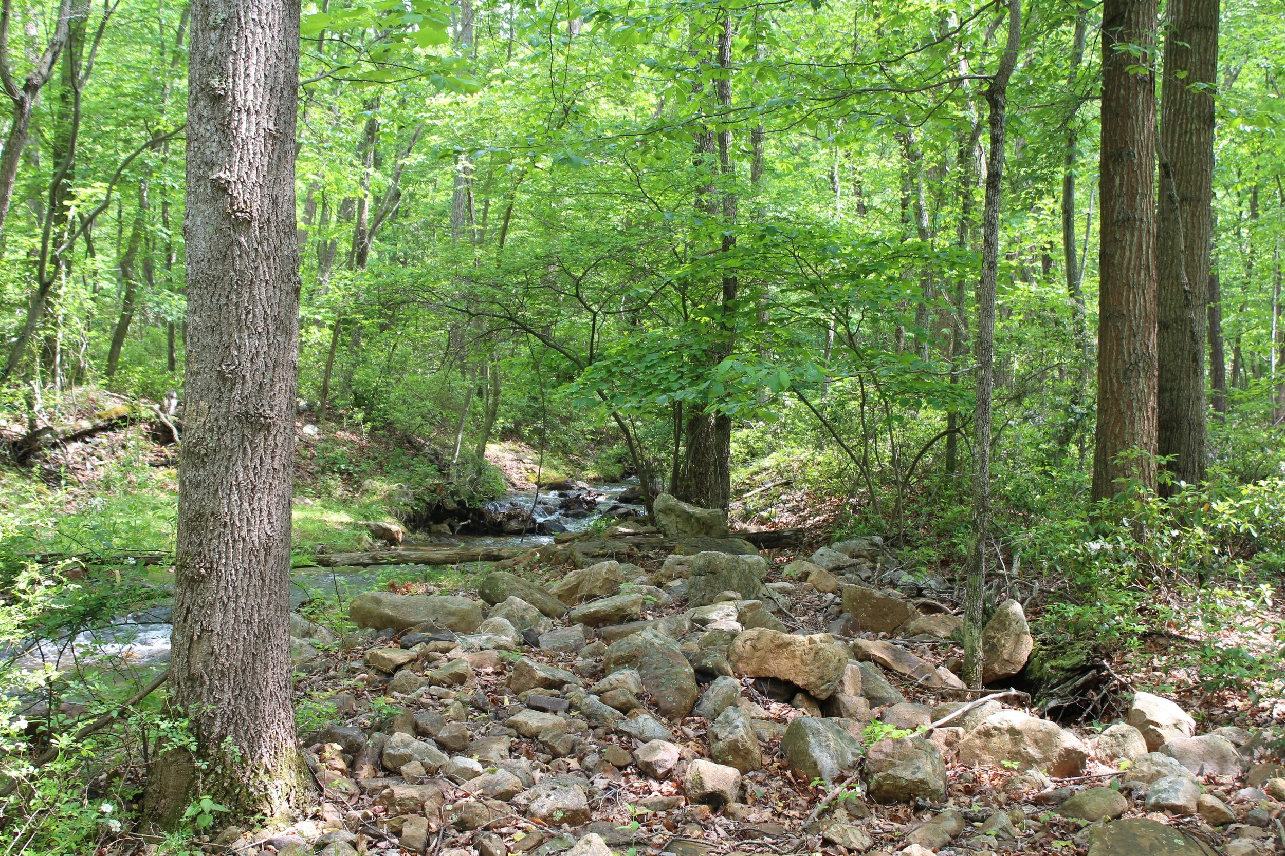 IMG_1769.JPG