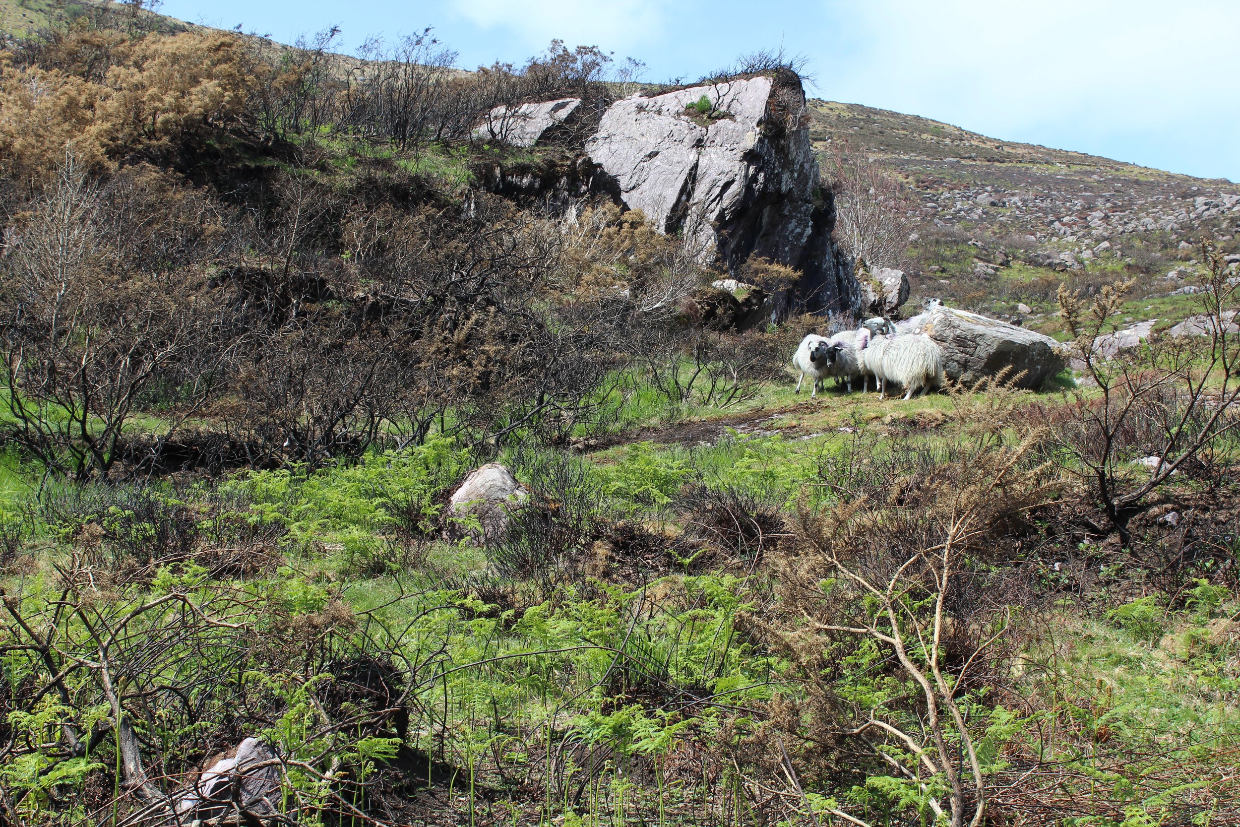 15-0519_Gap of Dunloe_5.JPG