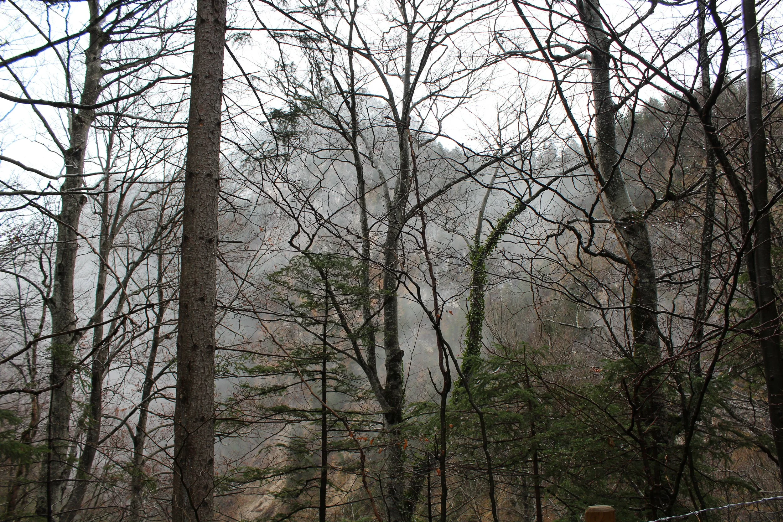 IMG_4136.JPG