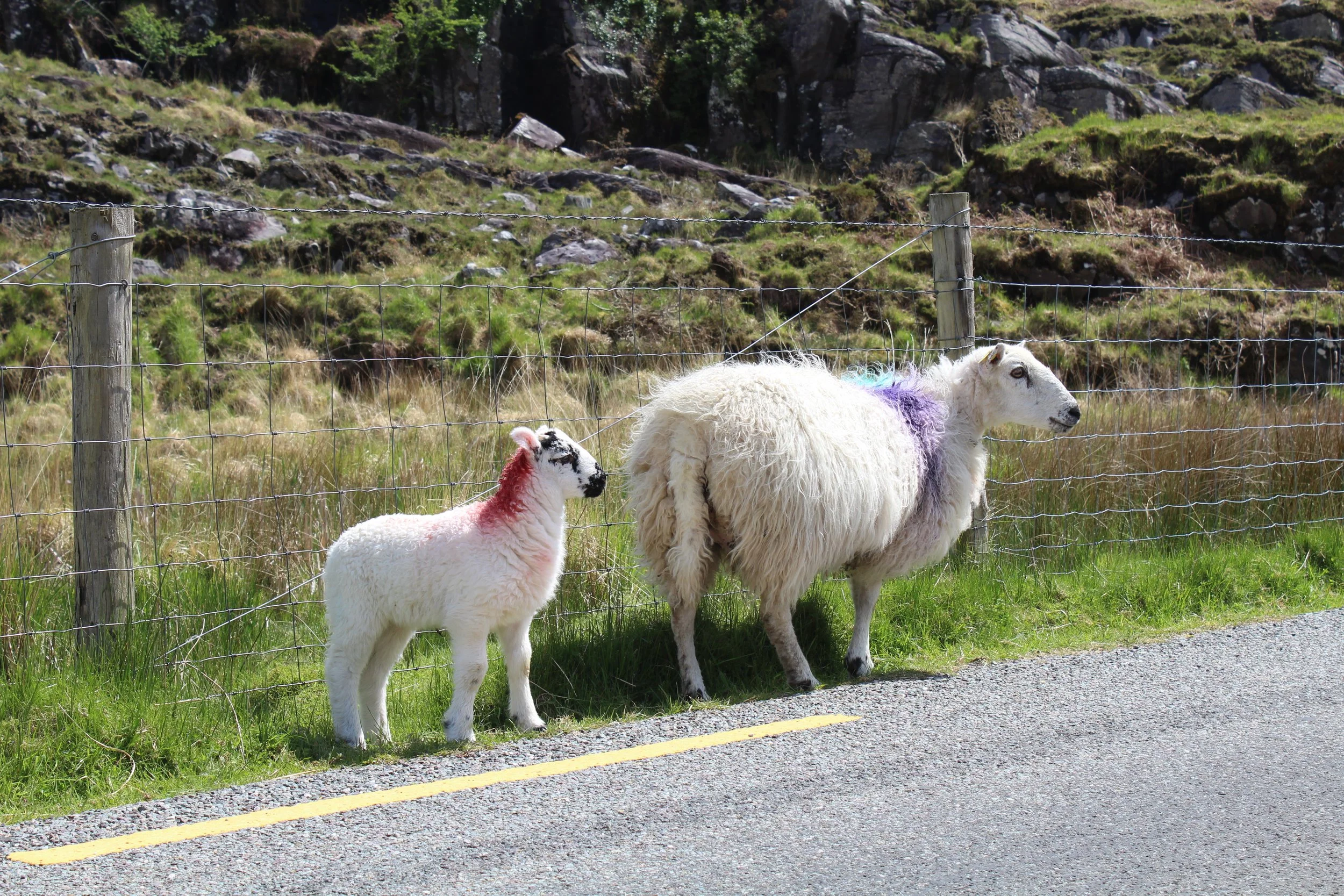 15-0519_Gap of Dunloe_42.JPG