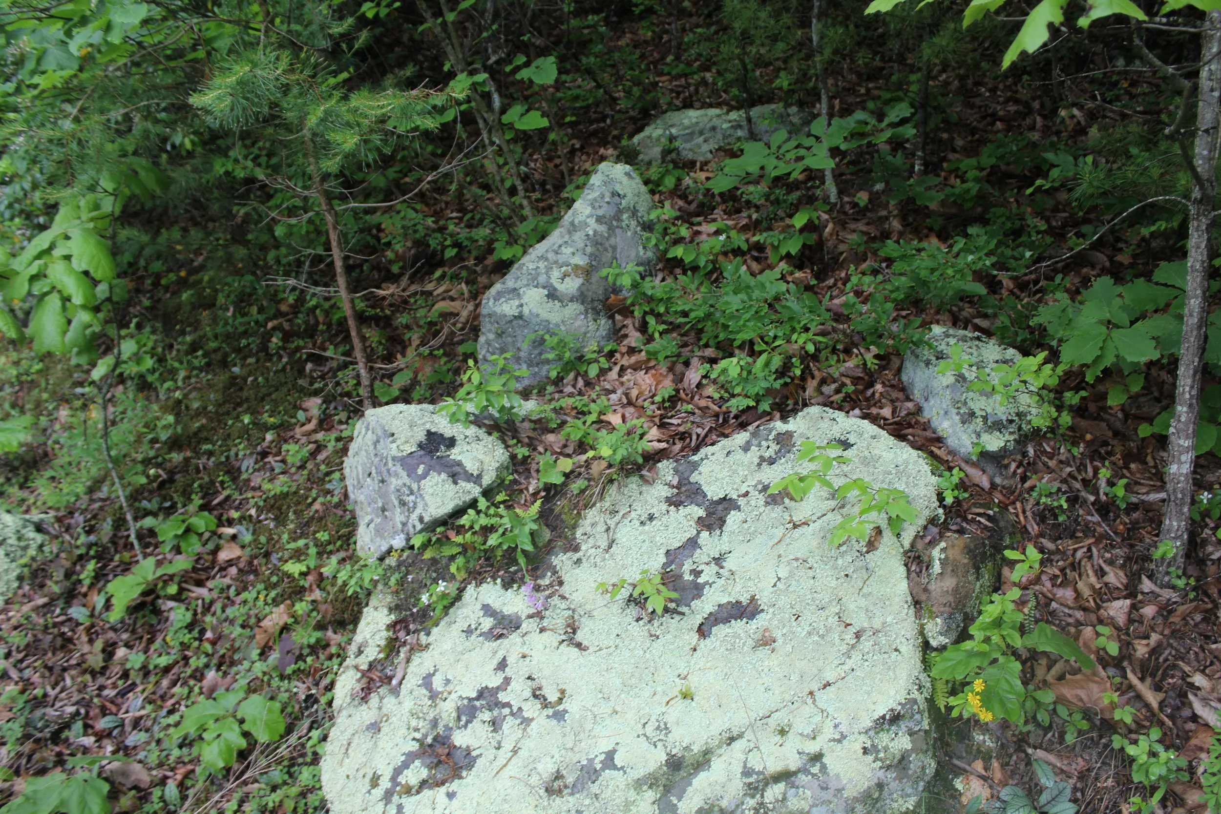 IMG_1754.JPG