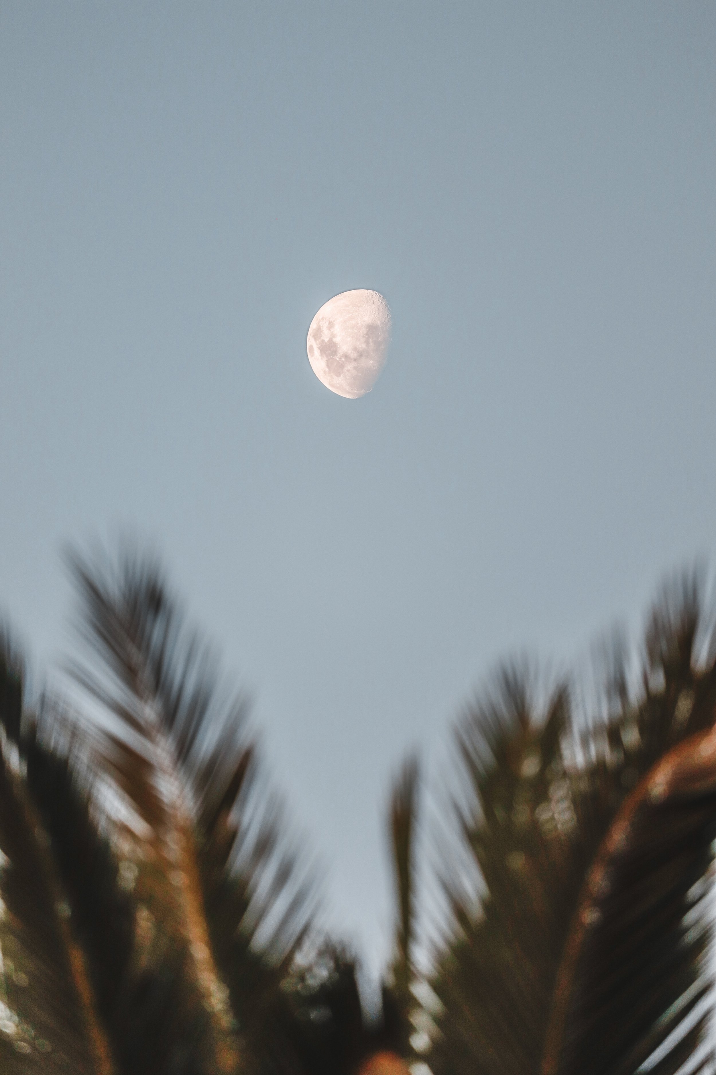 Moon in the sky viewed through blurred palm or tree branches at sunset or twilight.