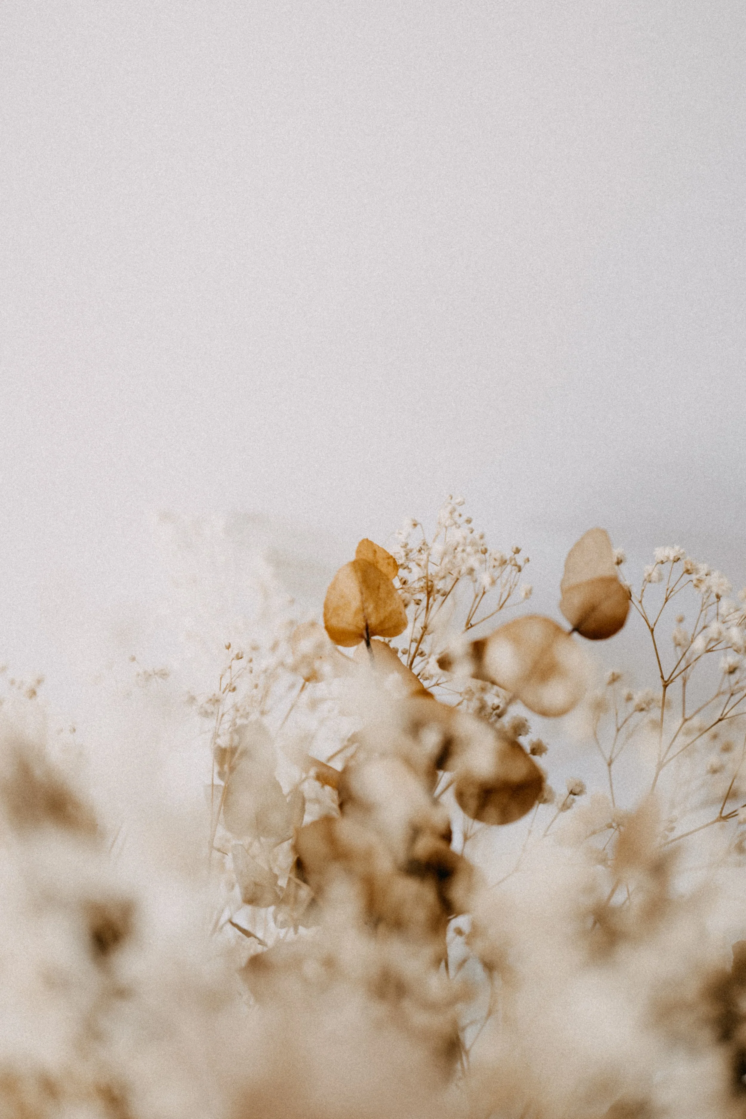 Close-up of dried beige and white flowers and seed pods against a plain light background.