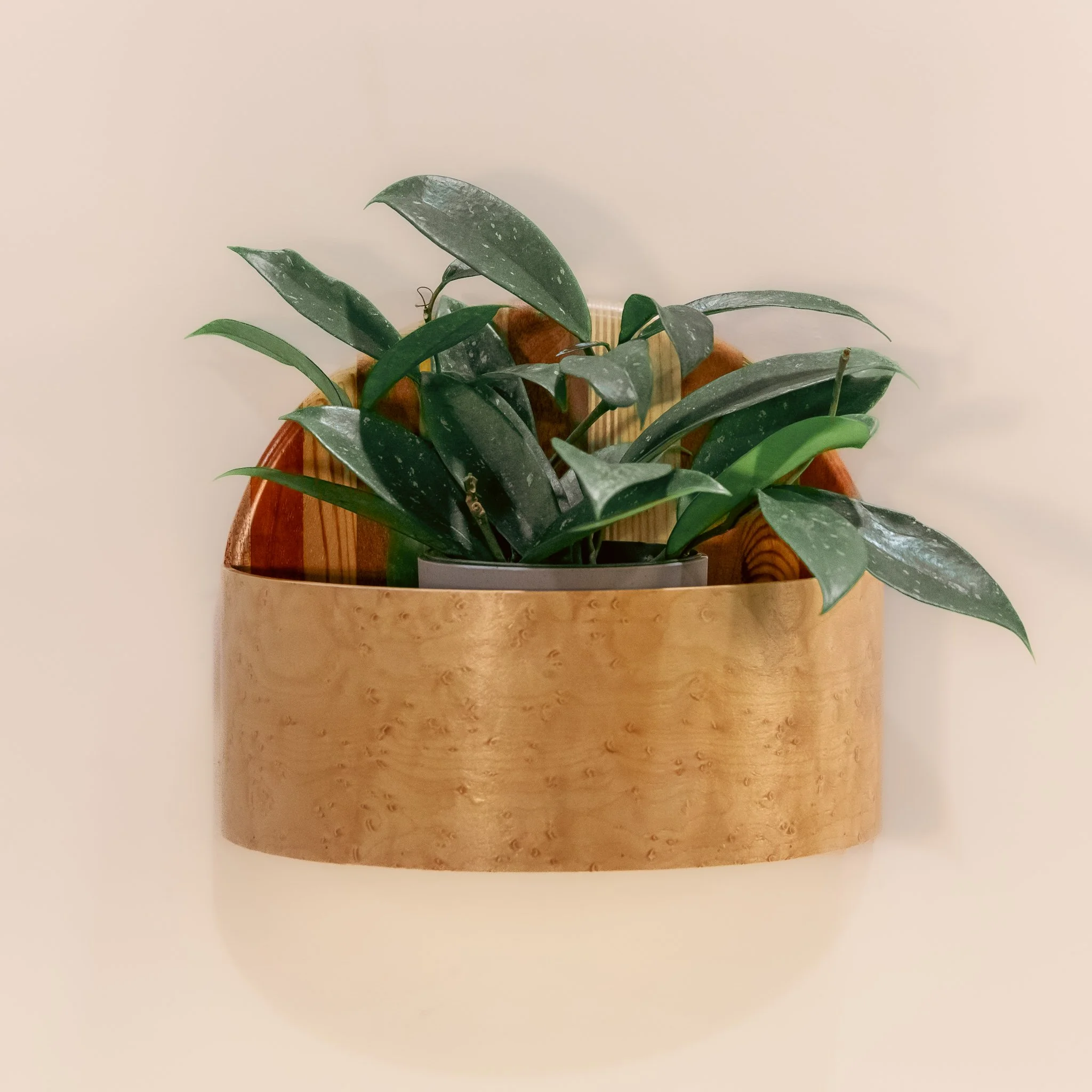 238-Plant.jpg