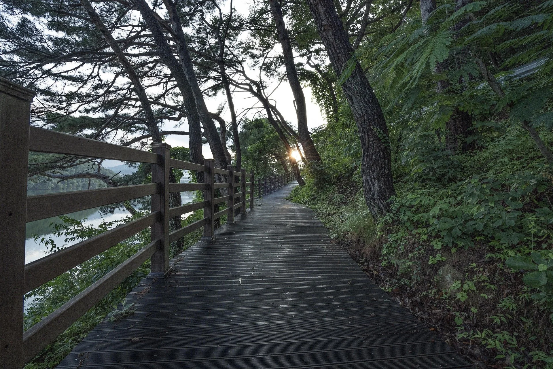 A wooden boardwalk in a forested area with trees on both sides, and the sun shining through the branches in the background.