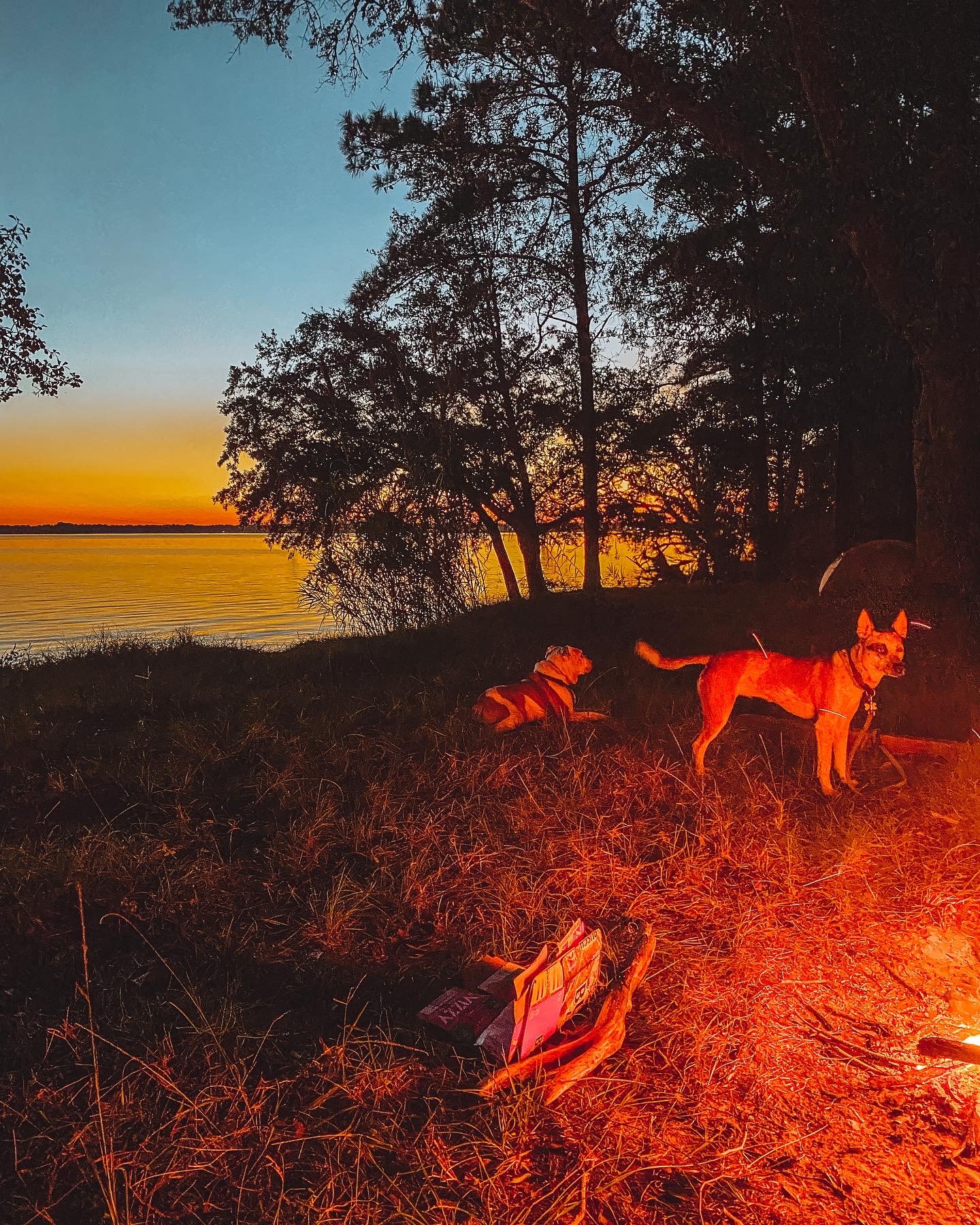 A sunset over a body of water with trees along the shoreline. Two dogs, one sitting and one standing, are illuminated by a nearby fire in the foreground.