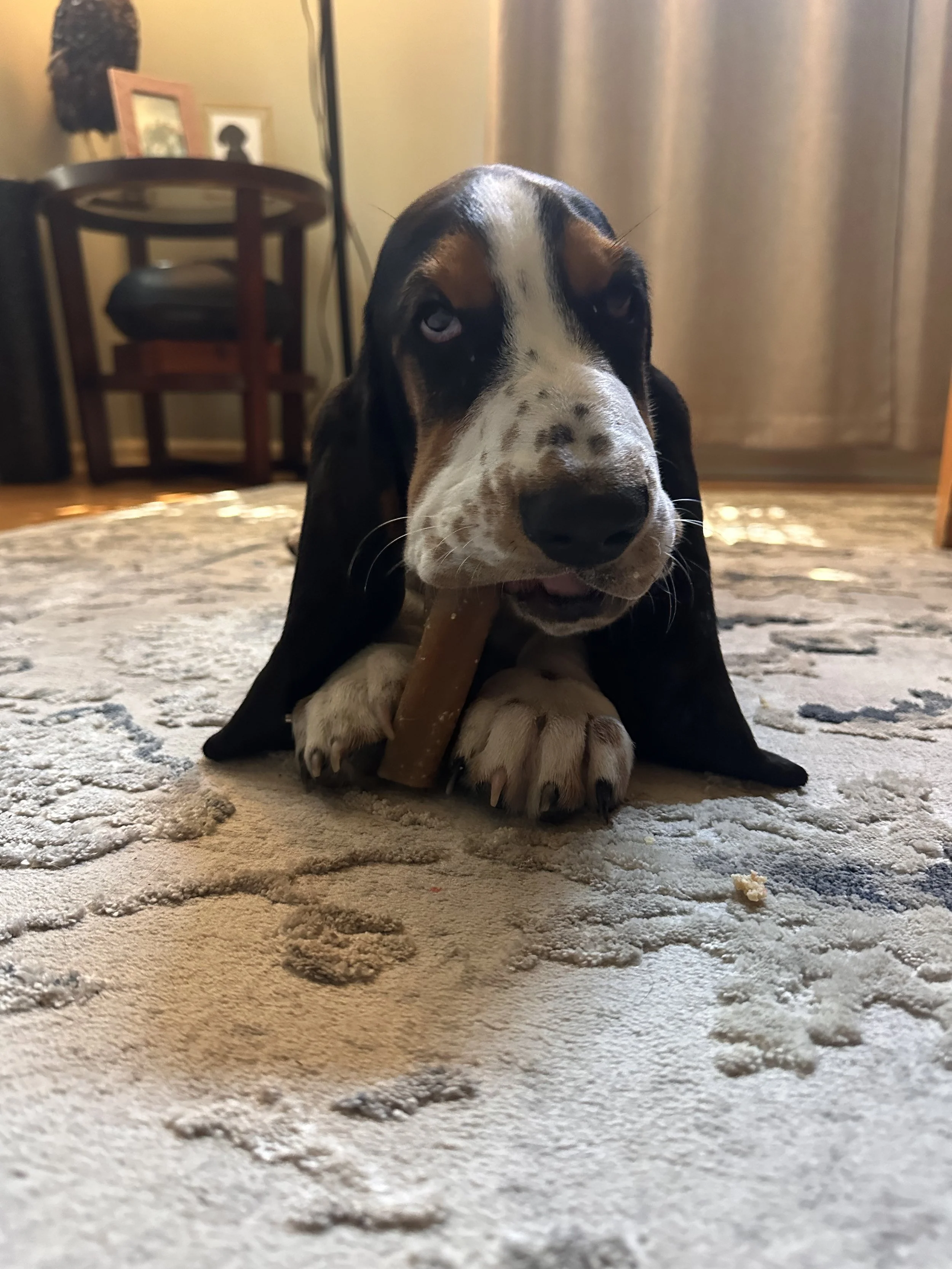 A puppy with black, brown, and white fur lying on a patterned rug indoors, holding a chew stick in its mouth and looking at the camera.