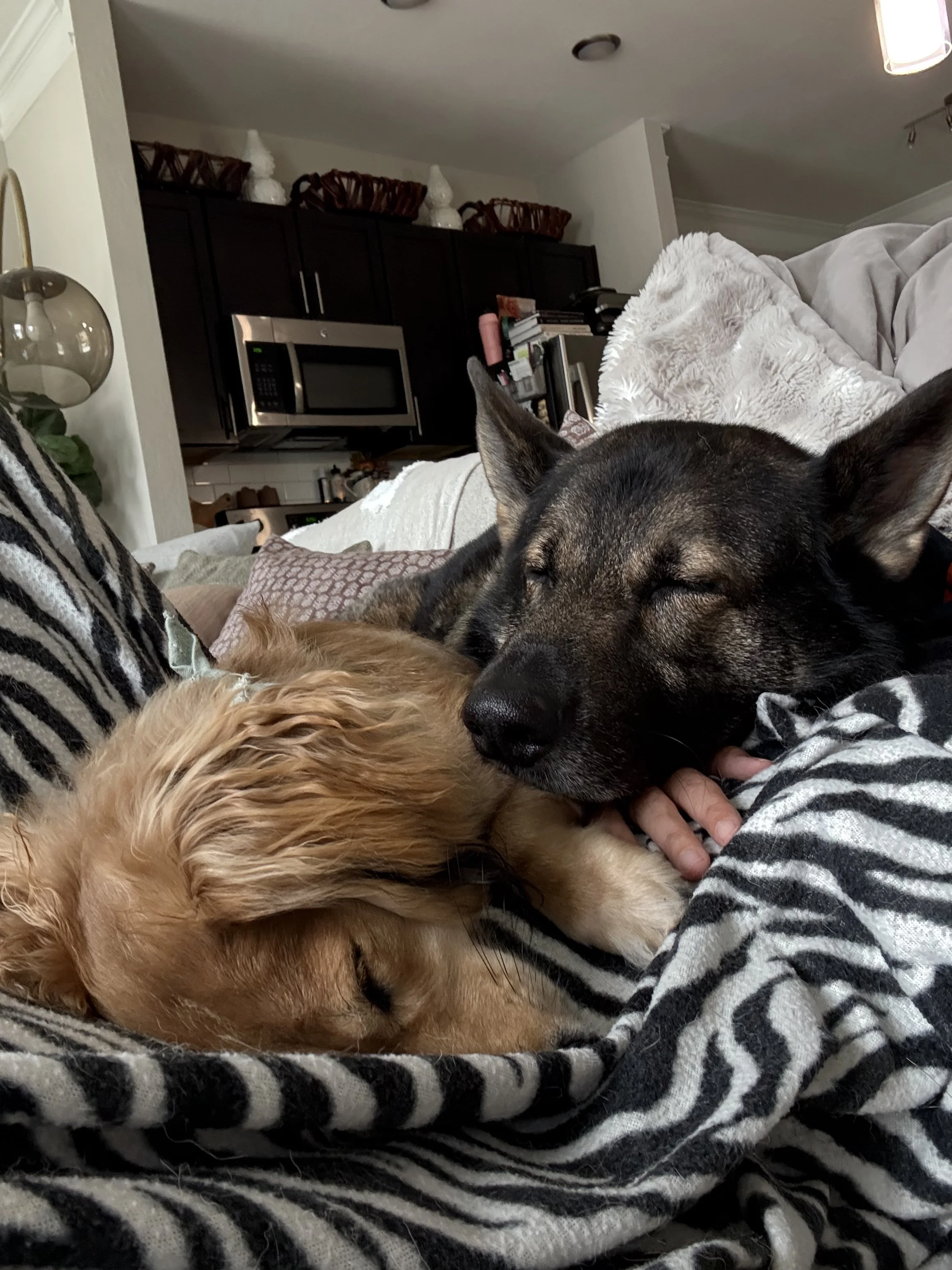 Close-up of a person resting on a couch, cuddling with two sleeping dogs, one a black and brown dog and the other a golden retriever, in a cozy living room.