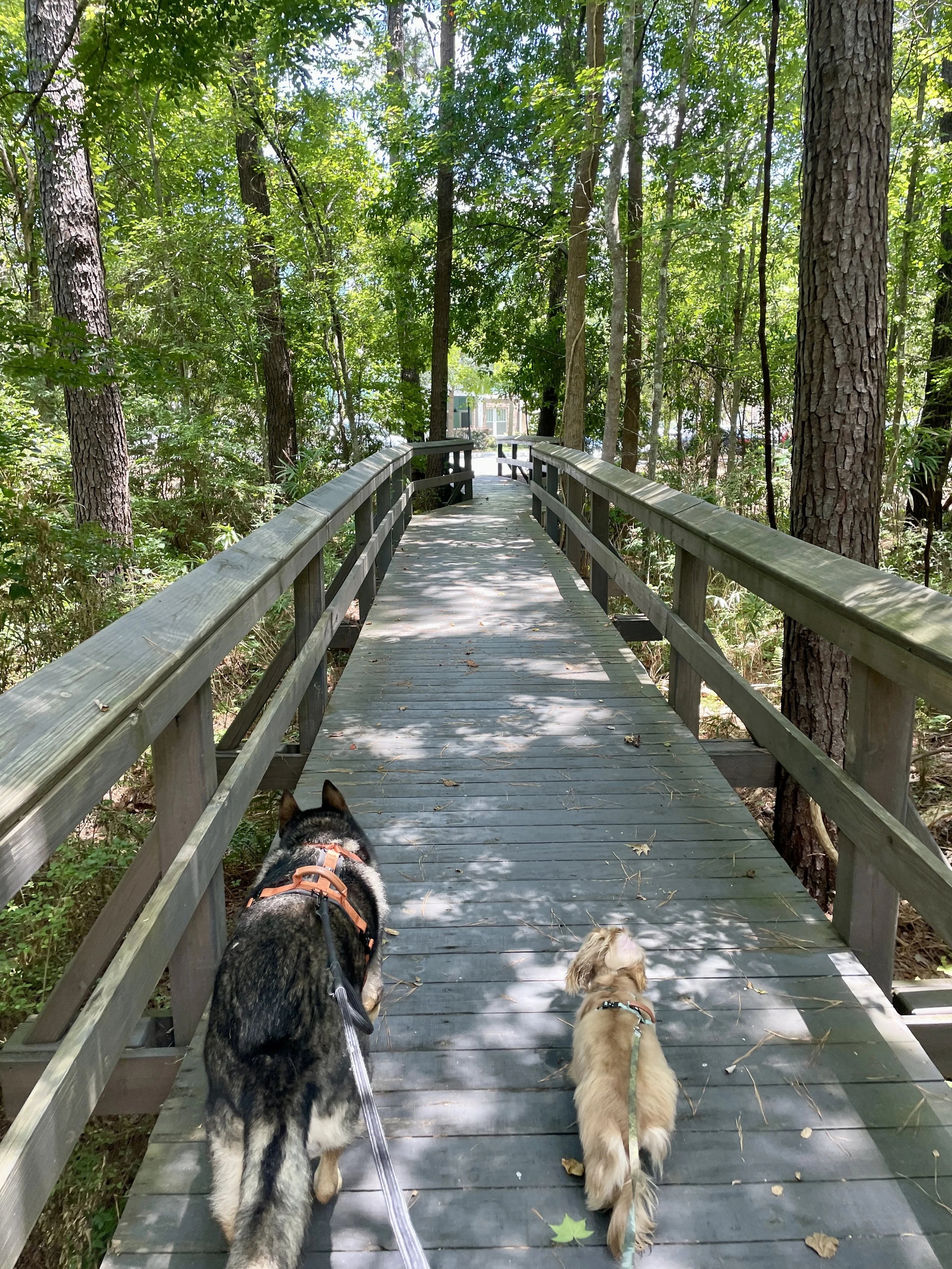 Three dogs on a wooden bridge in a forest, with trees surrounding the path.