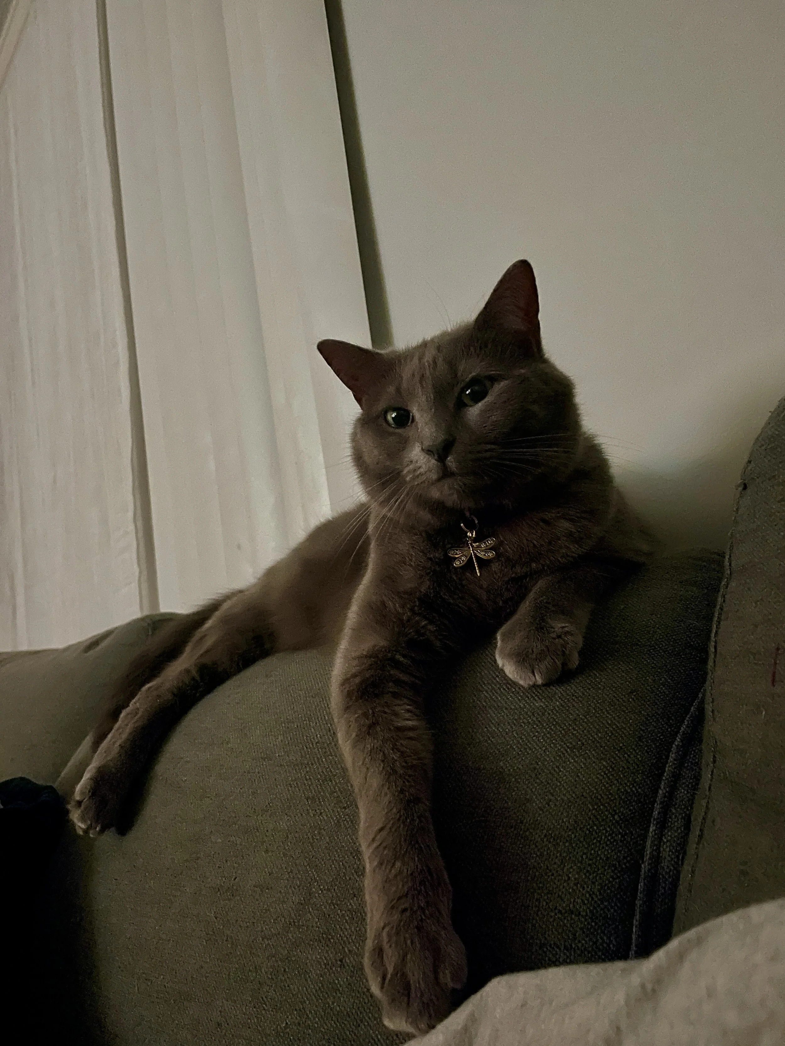 A gray cat with a dragonfly necklace lying on a green couch, leaning against a pillow, with a white wall and blinds in the background.