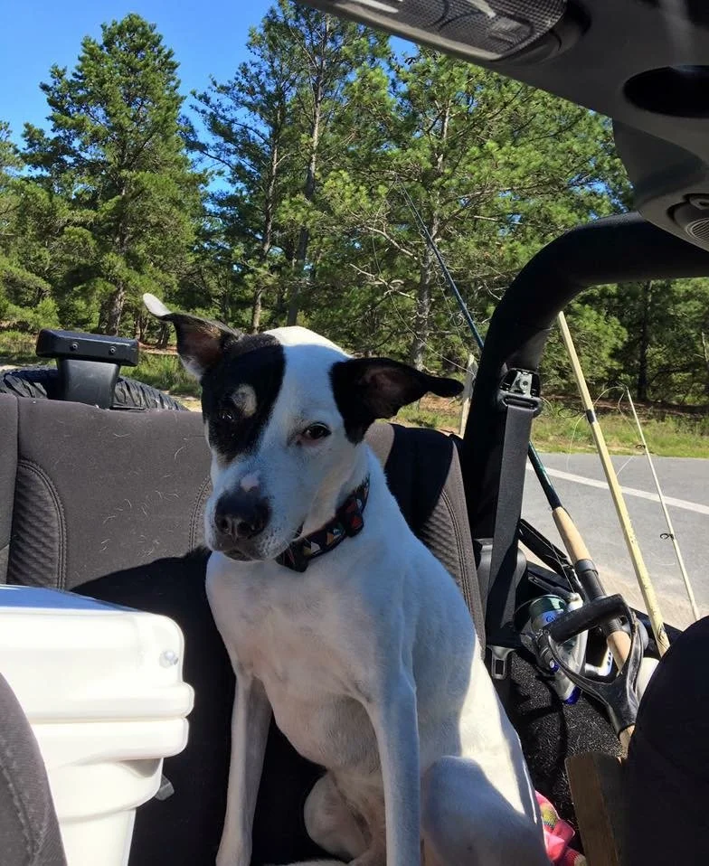 A black and white dog sitting inside a moving vehicle, with a wooded area and blue sky visible through the windows.