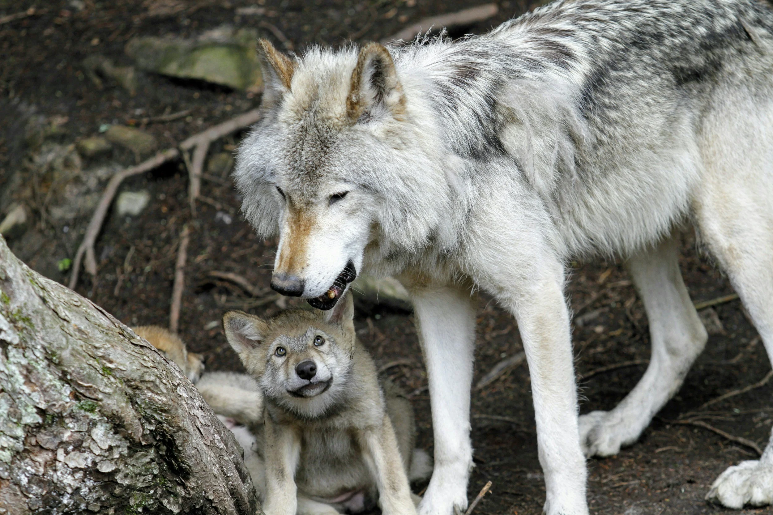Adult gray wolf standing over a wolf pup in a wooded enclosure
