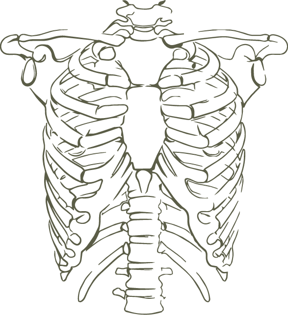 Line drawing of a human rib cage and spine on a black background.