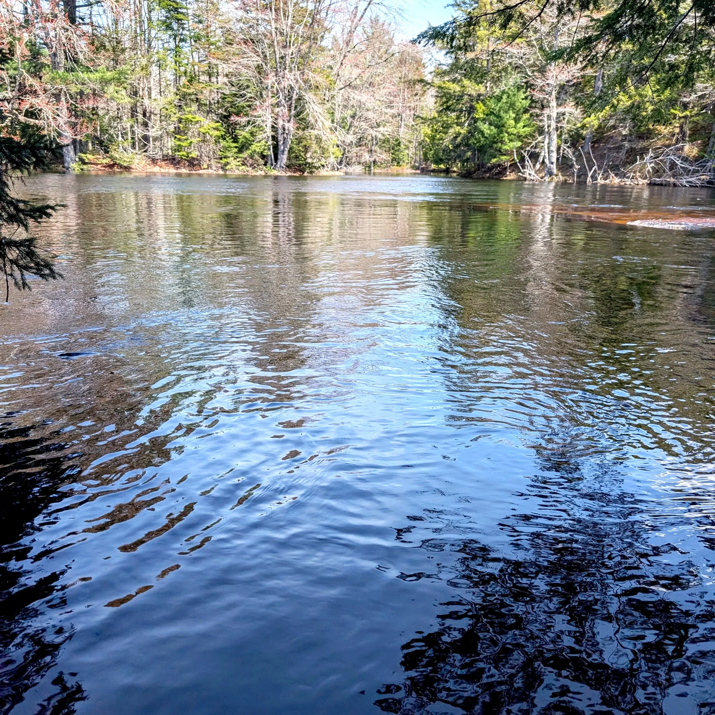 Gold River Natural Area